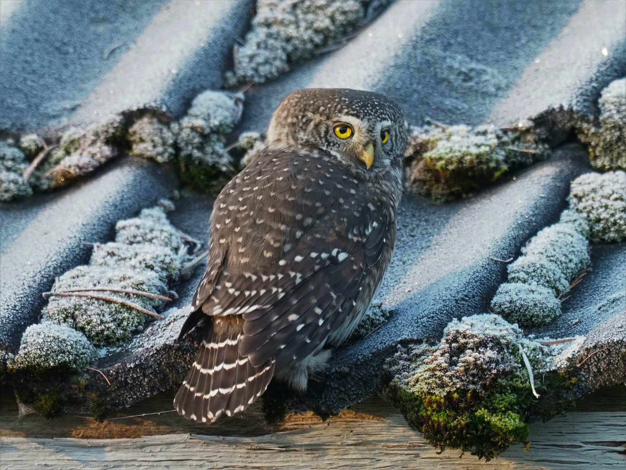 Valokuvaaja: Mikkola Irma