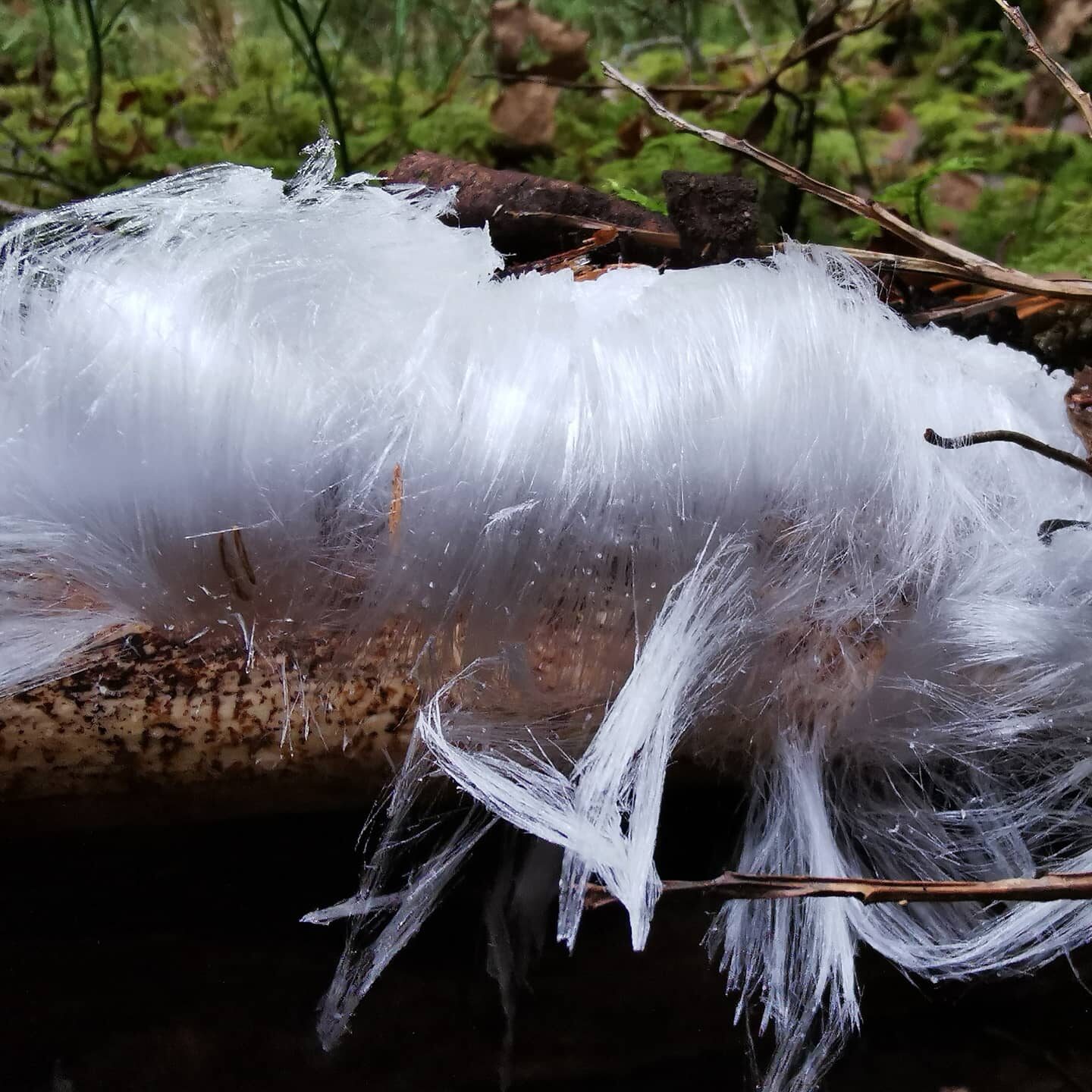 Valokuvaaja: Satu Kuningas Valokuvaaja: Satu Kuningas