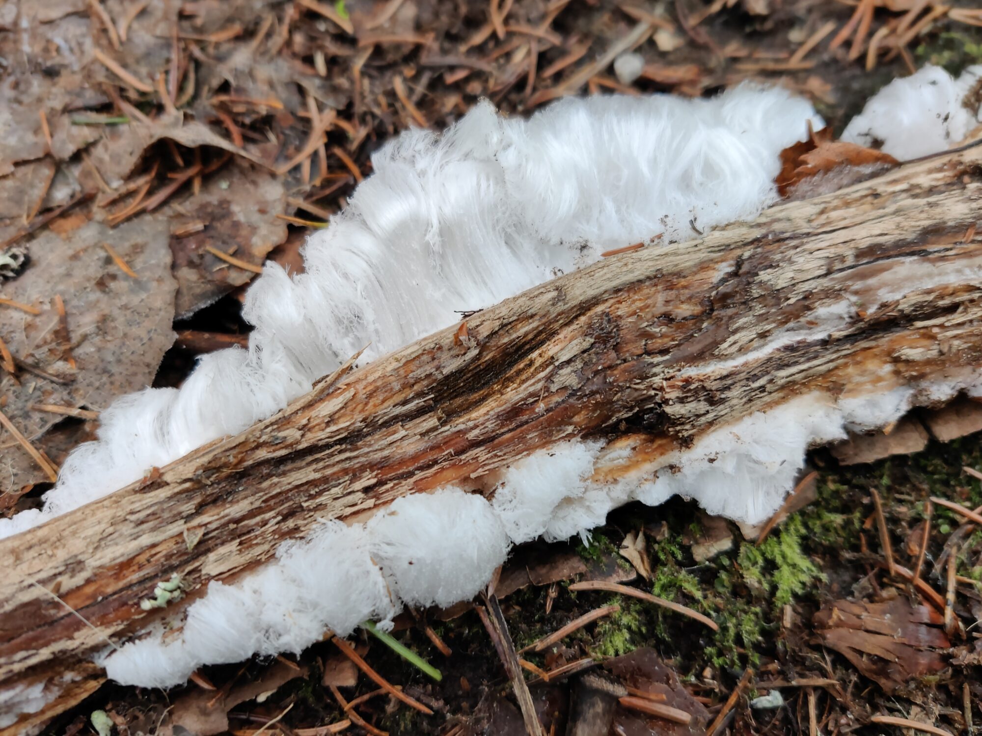 Valokuvaaja: Laura Richter