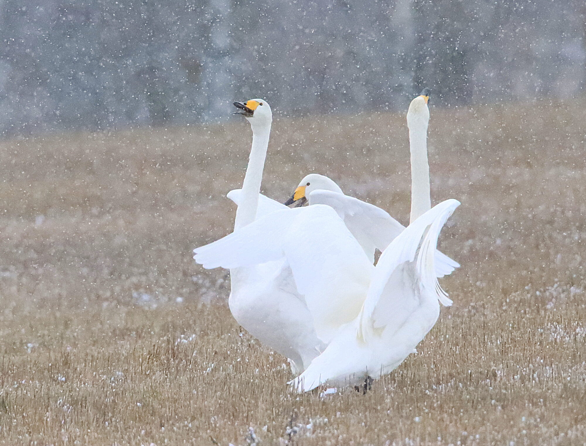 Valokuvaaja: Irja Lehtinen