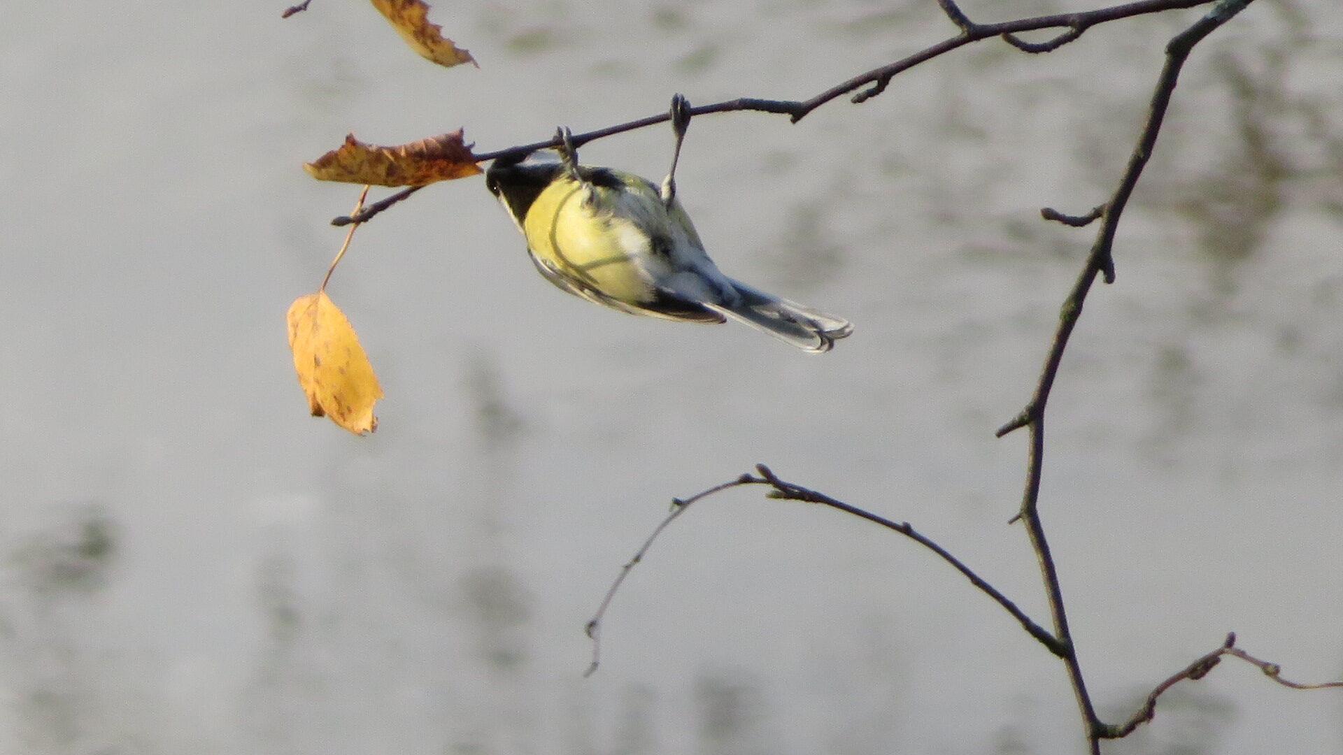 Valokuvaaja: Risto Kangassalo