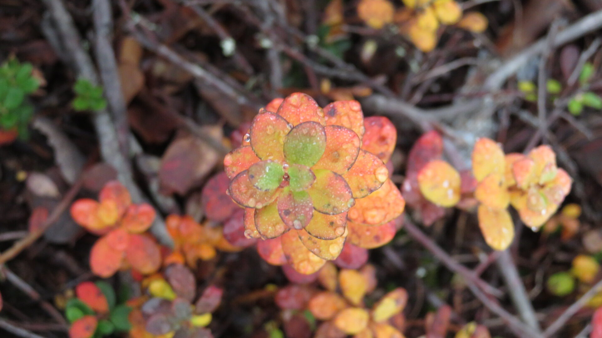 Valokuvaaja: Risto Kangassalo