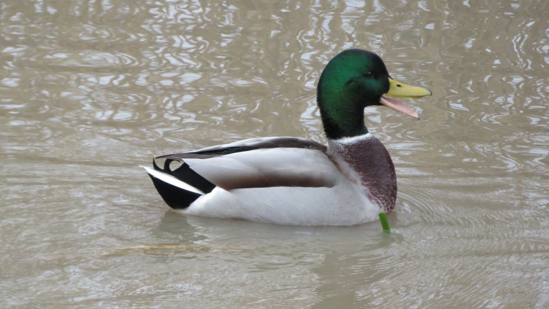 Valokuvaaja: Risto Kangassalo