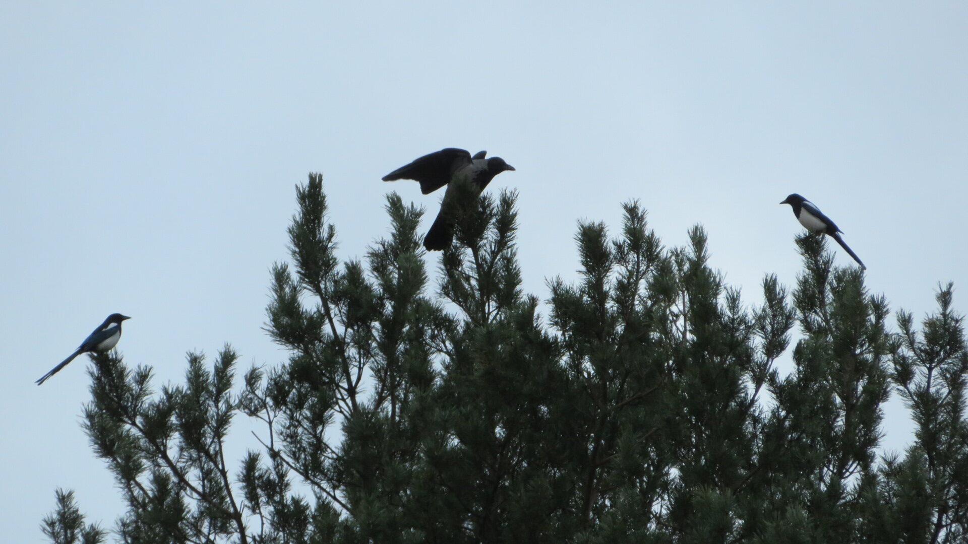 Valokuvaaja: Risto Kangassalo Valokuvaaja: Risto Kangassalo