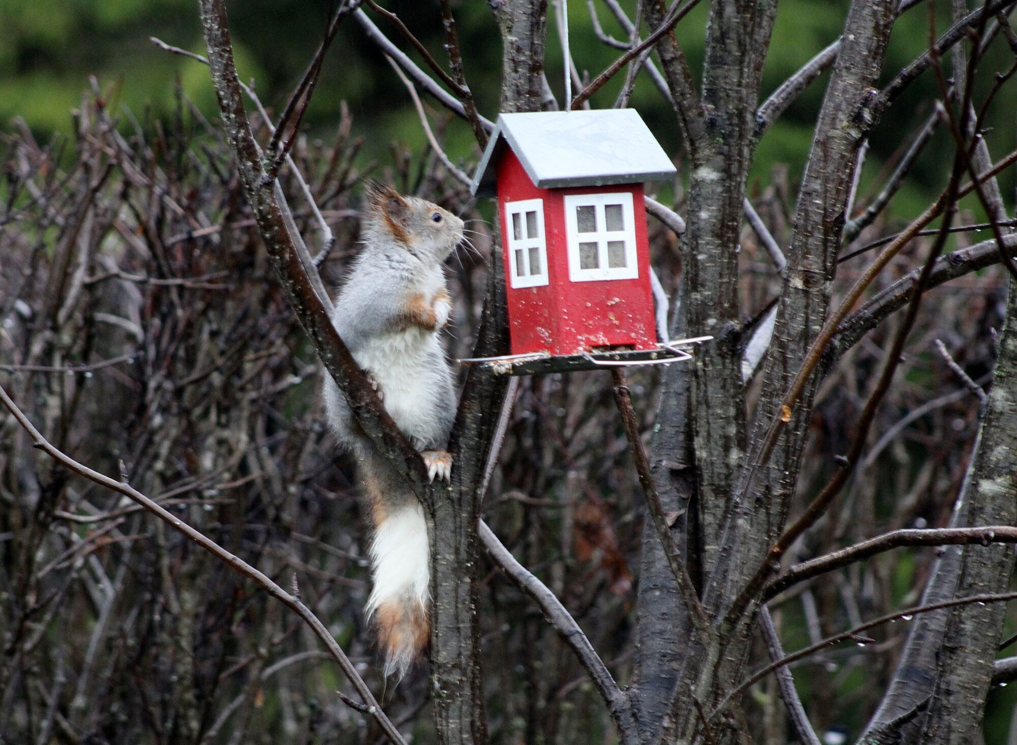 Valokuvaaja: Pirkko Siukonen Valokuvaaja: Pirkko Siukonen
