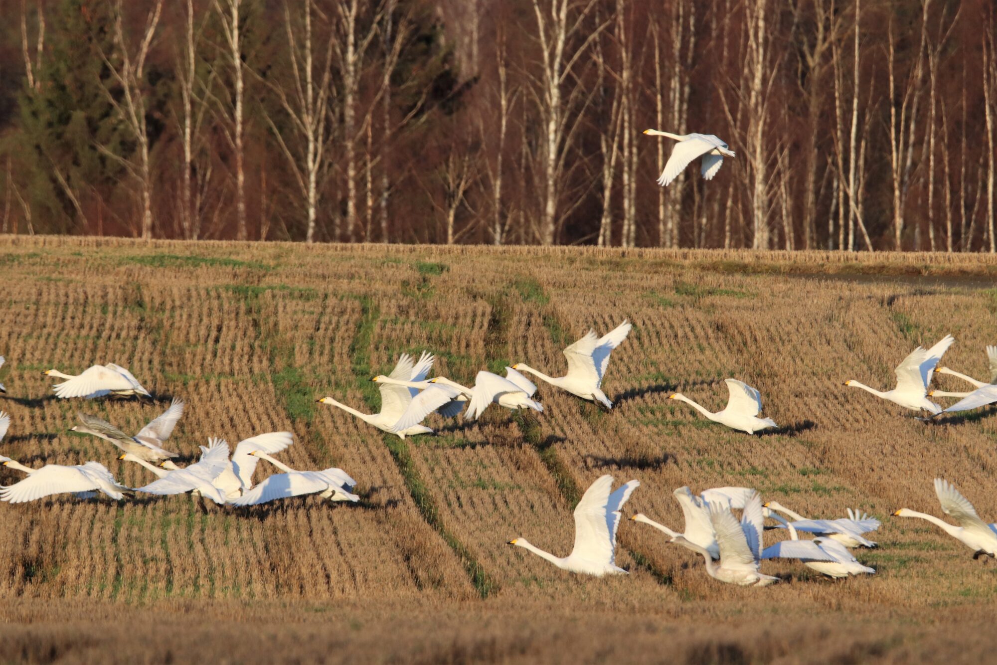 Valokuvaaja: Irja Lehtinen