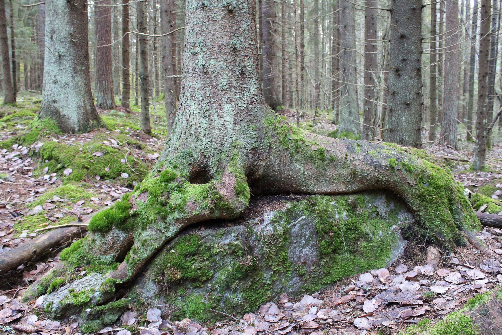 Valokuvaaja: Paula Savelius Valokuvaaja: Paula Savelius