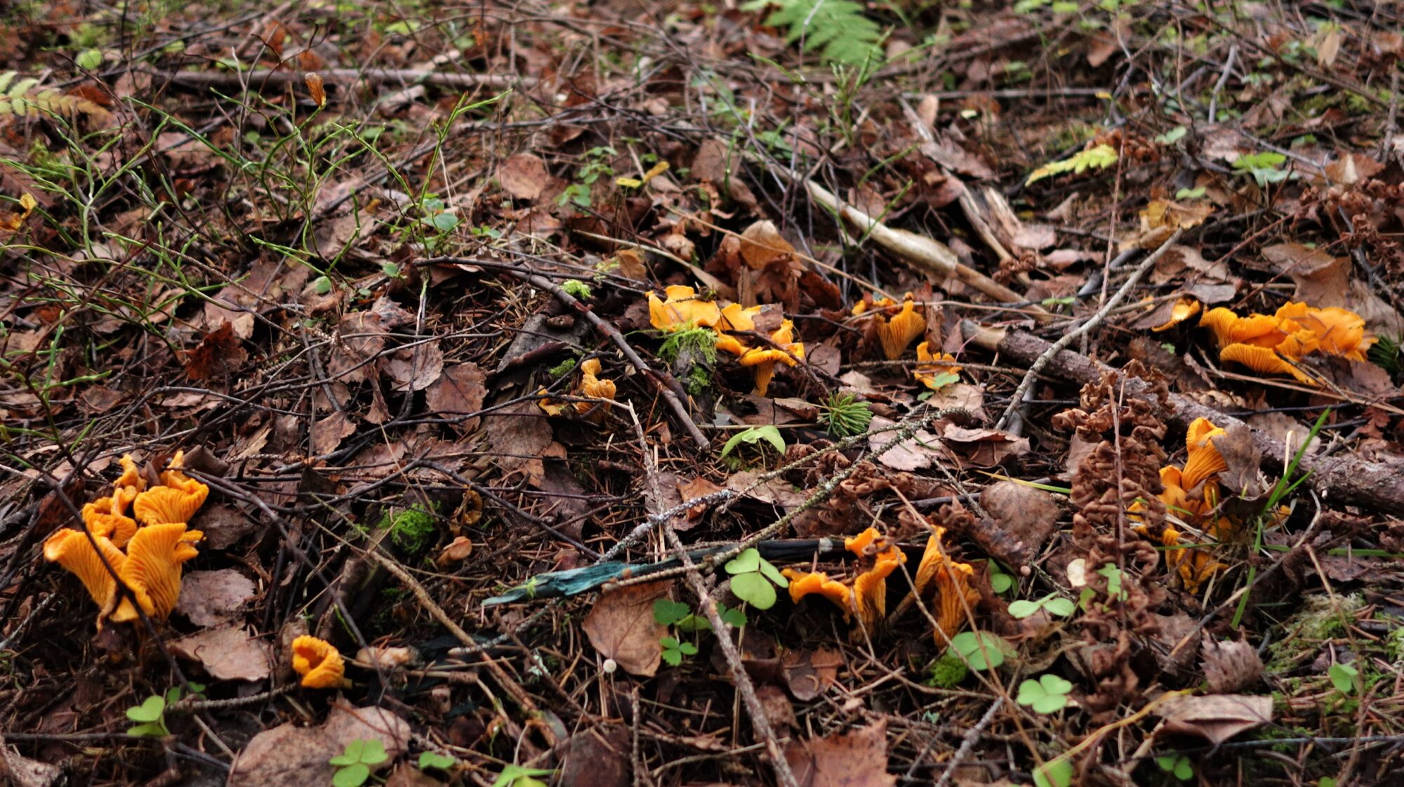 Valokuvaaja: Kaarina Heiskanen