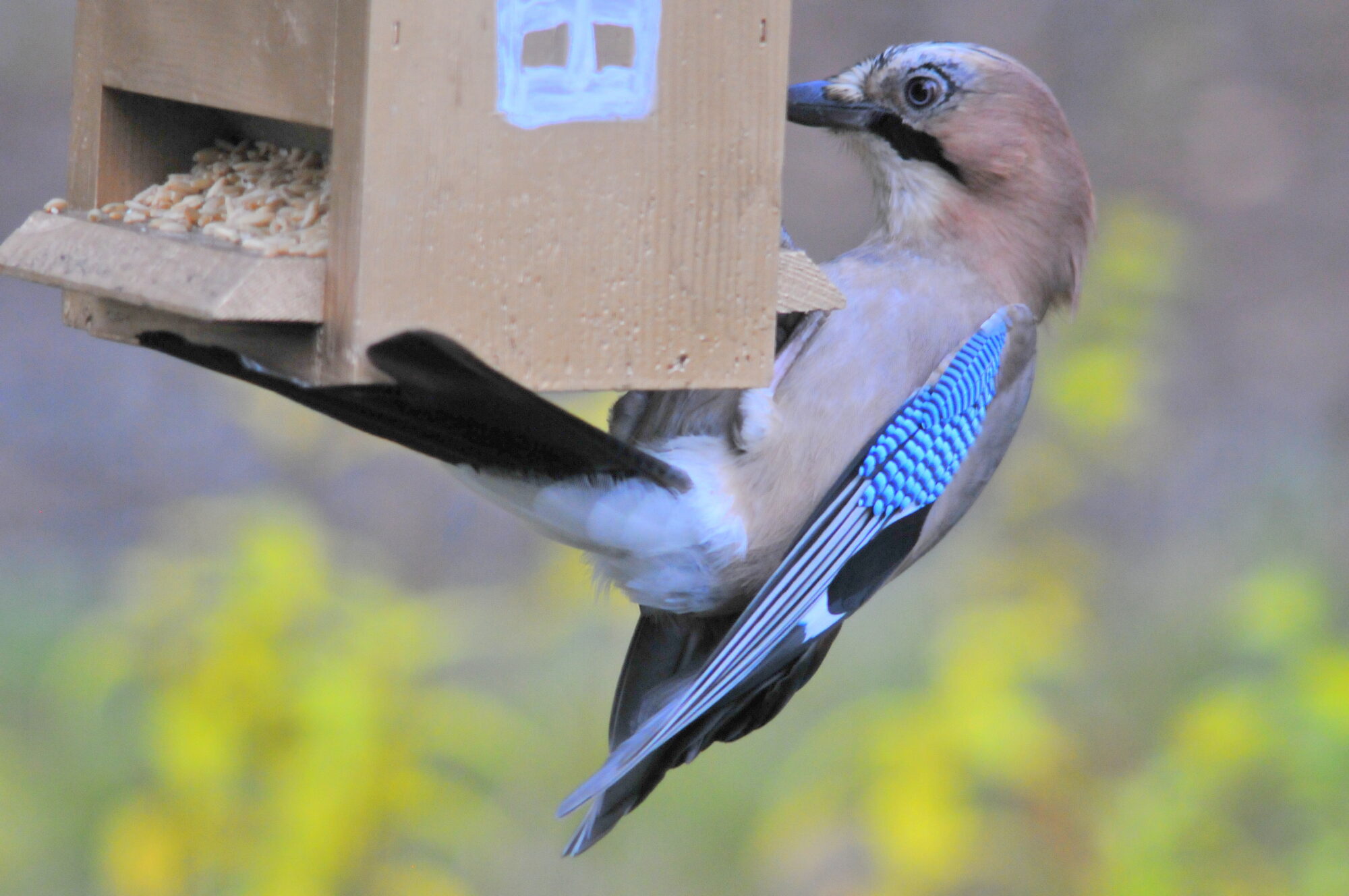 Valokuvaaja: Kaarlo Asikainen