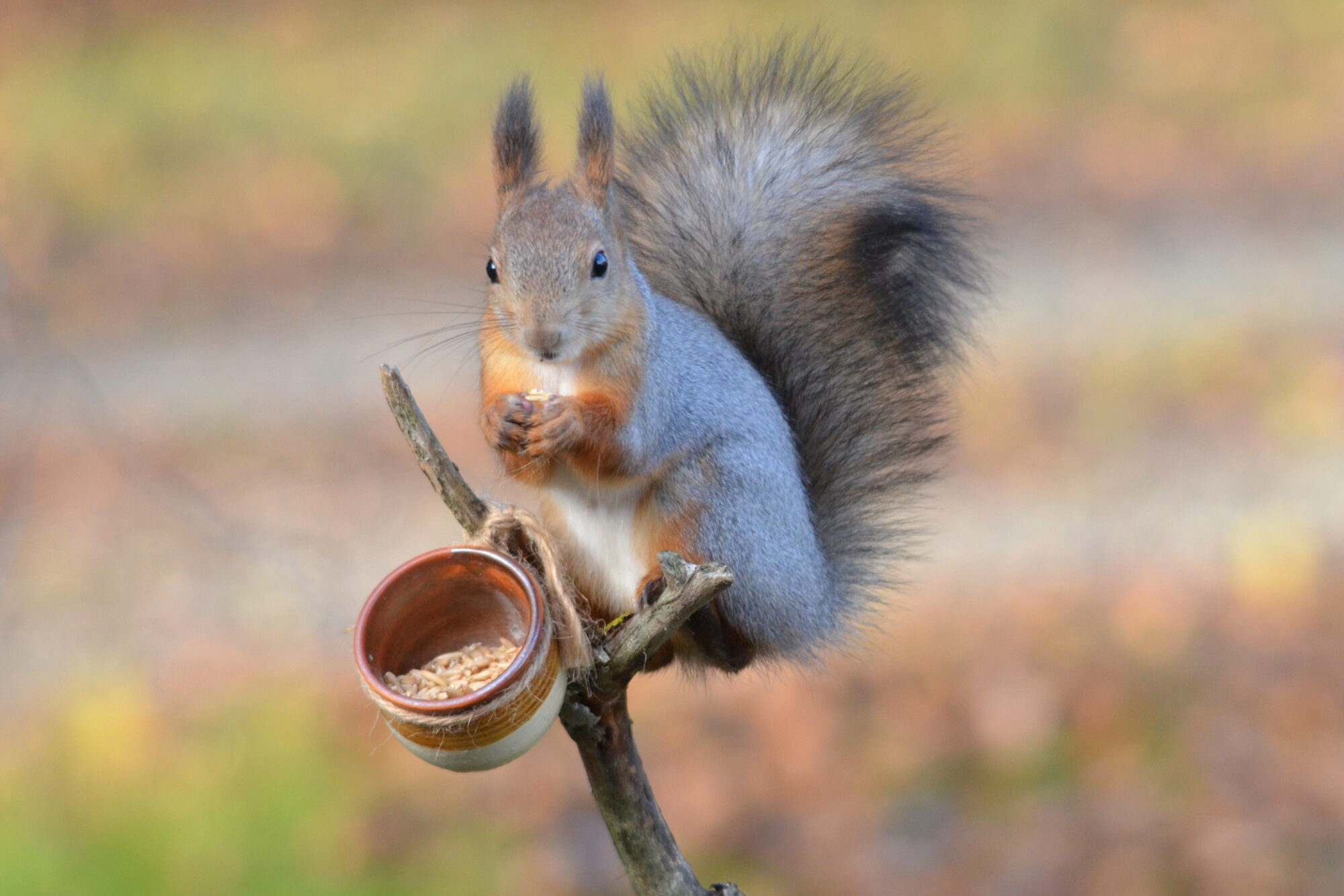 Valokuvaaja: Kaarlo Asikainen