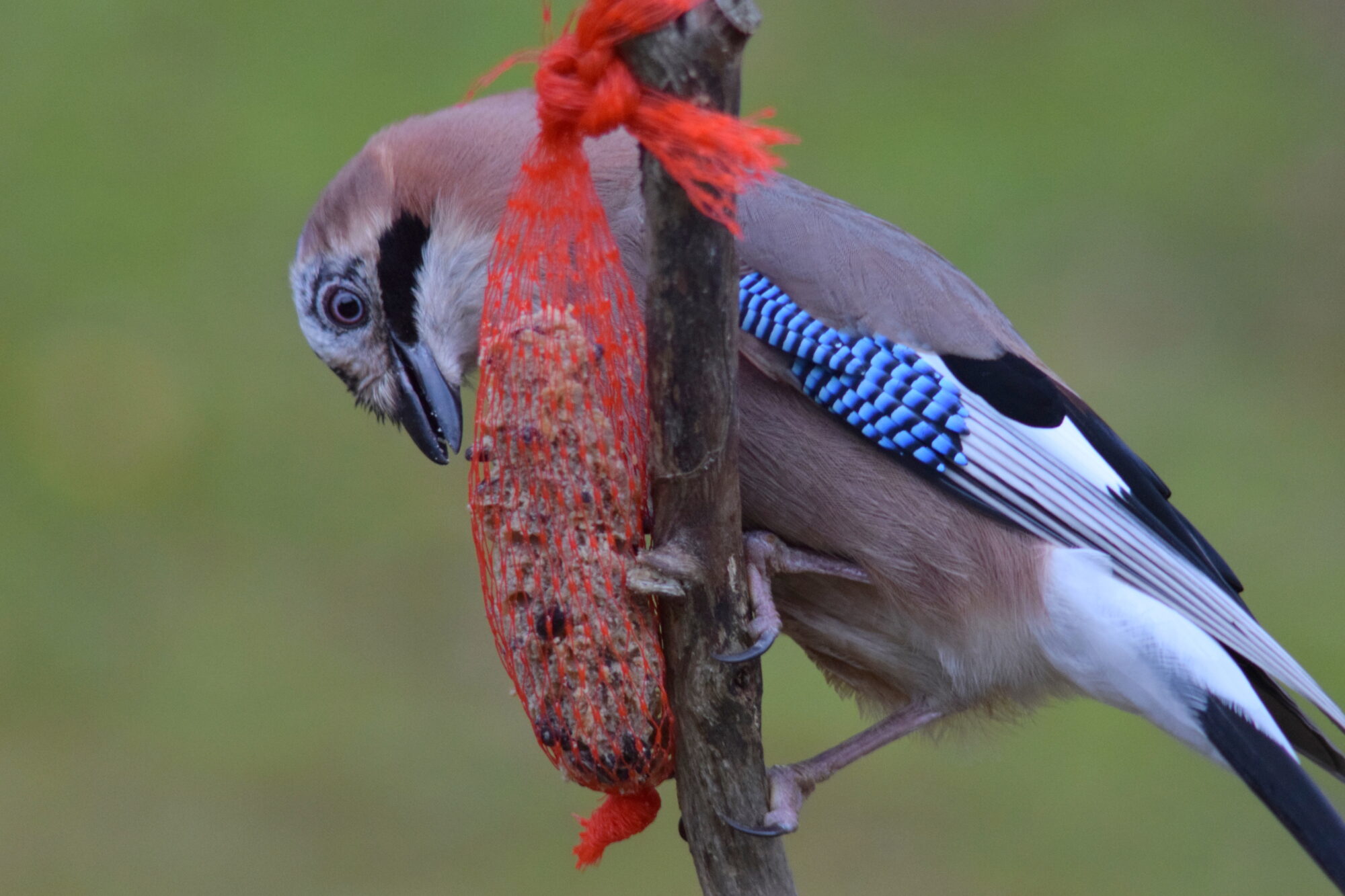 Valokuvaaja: Kaarlo Asikainen