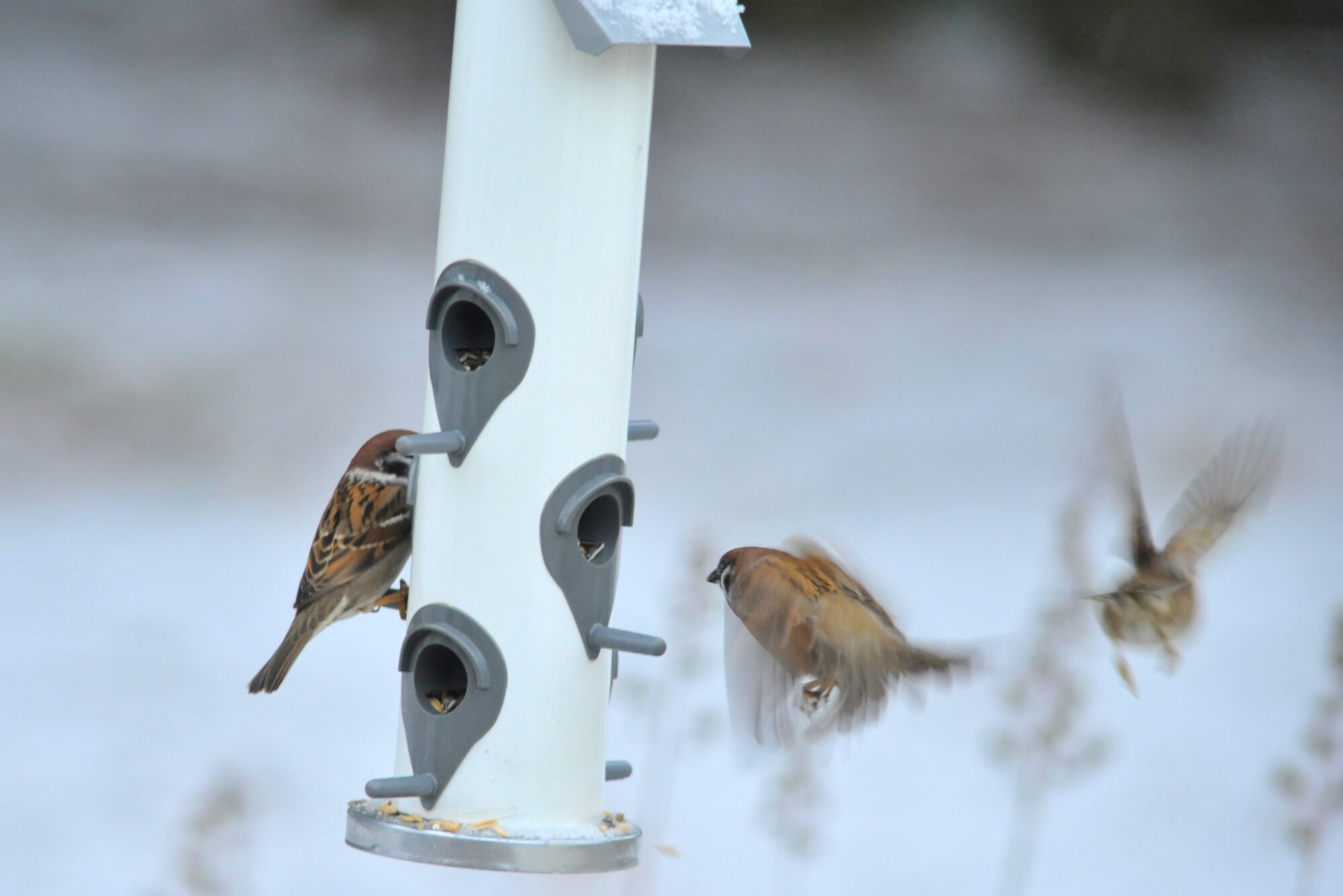 Valokuvaaja: Kaarlo Asikainen