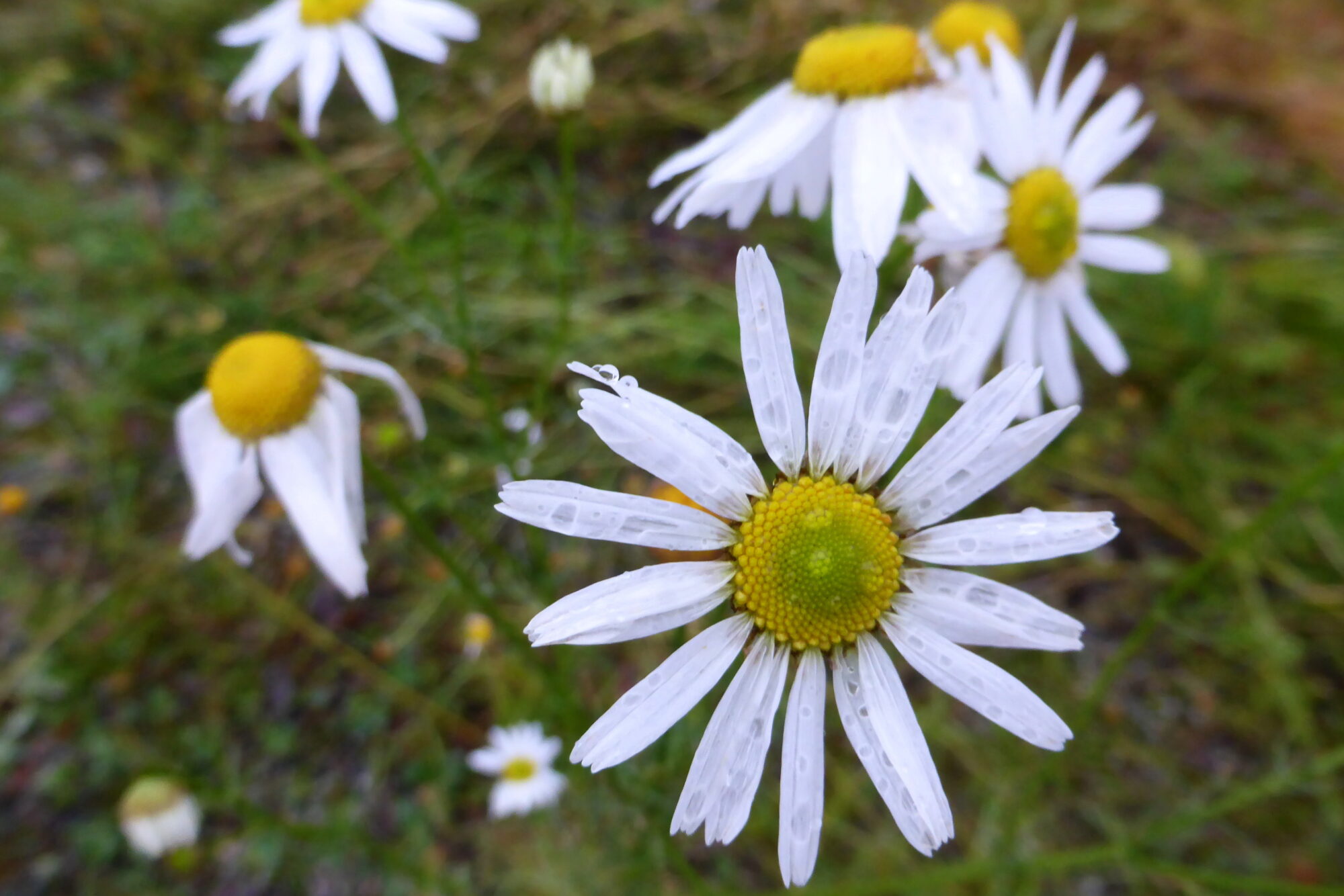 Valokuvaaja: Kaarlo Asikainen
