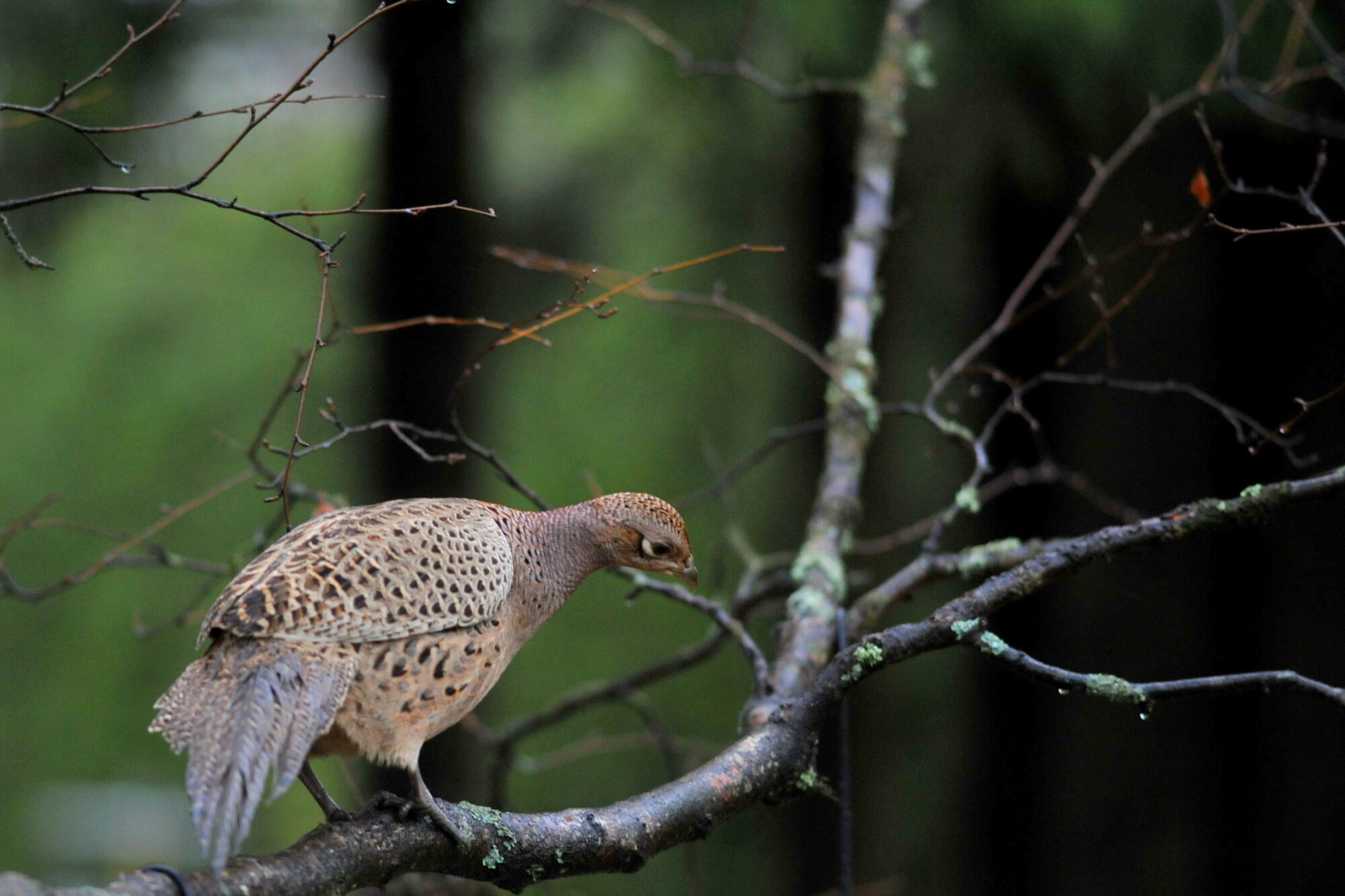 Valokuvaaja: Kaarlo Asikainen