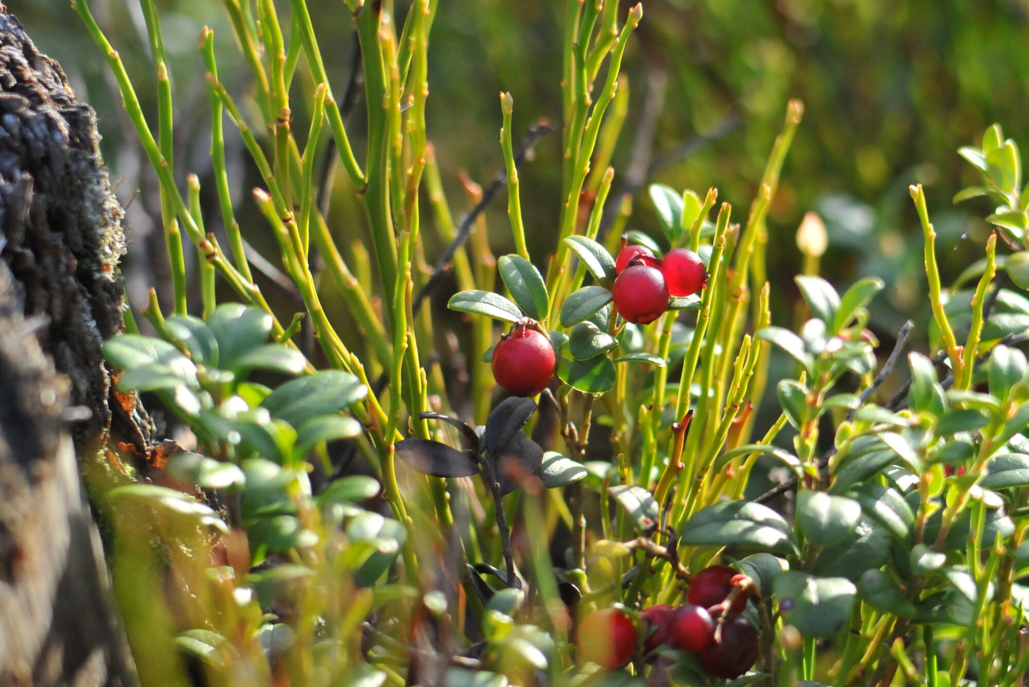 Valokuvaaja: Kaarlo Asikainen Valokuvaaja: Kaarlo Asikainen