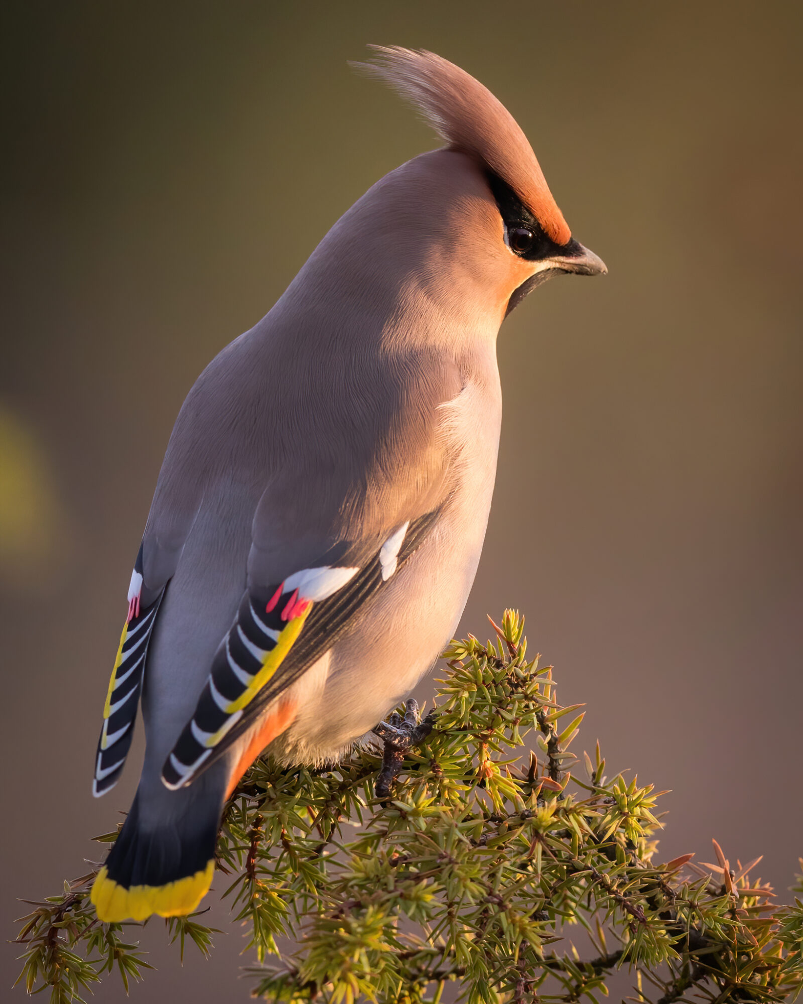 Valokuvaaja: Jukka Risikko