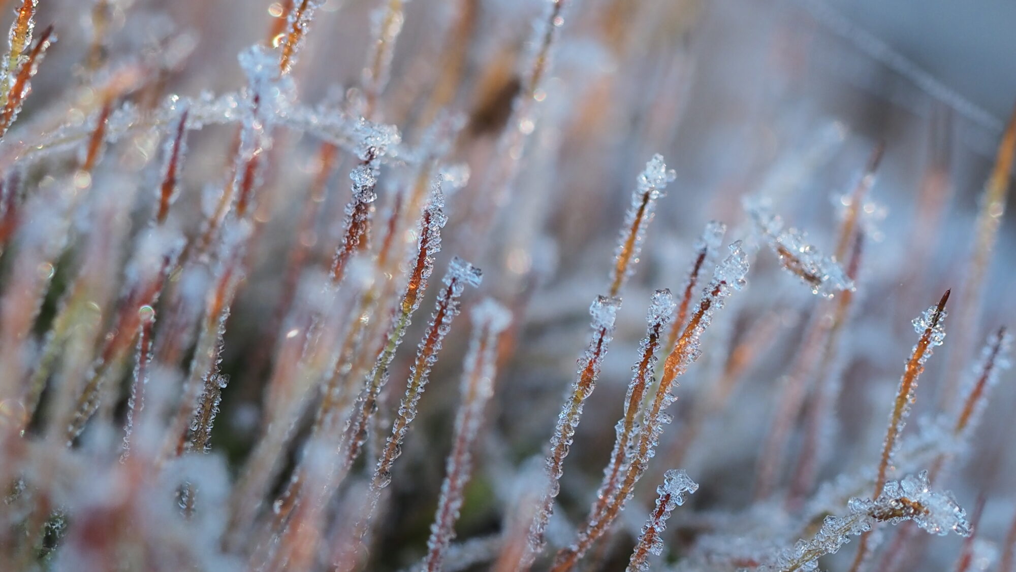 Valokuvaaja: Arja Valtonen