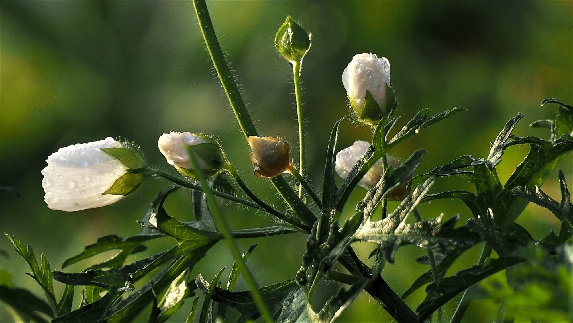 Valokuvaaja: Arja Valtonen