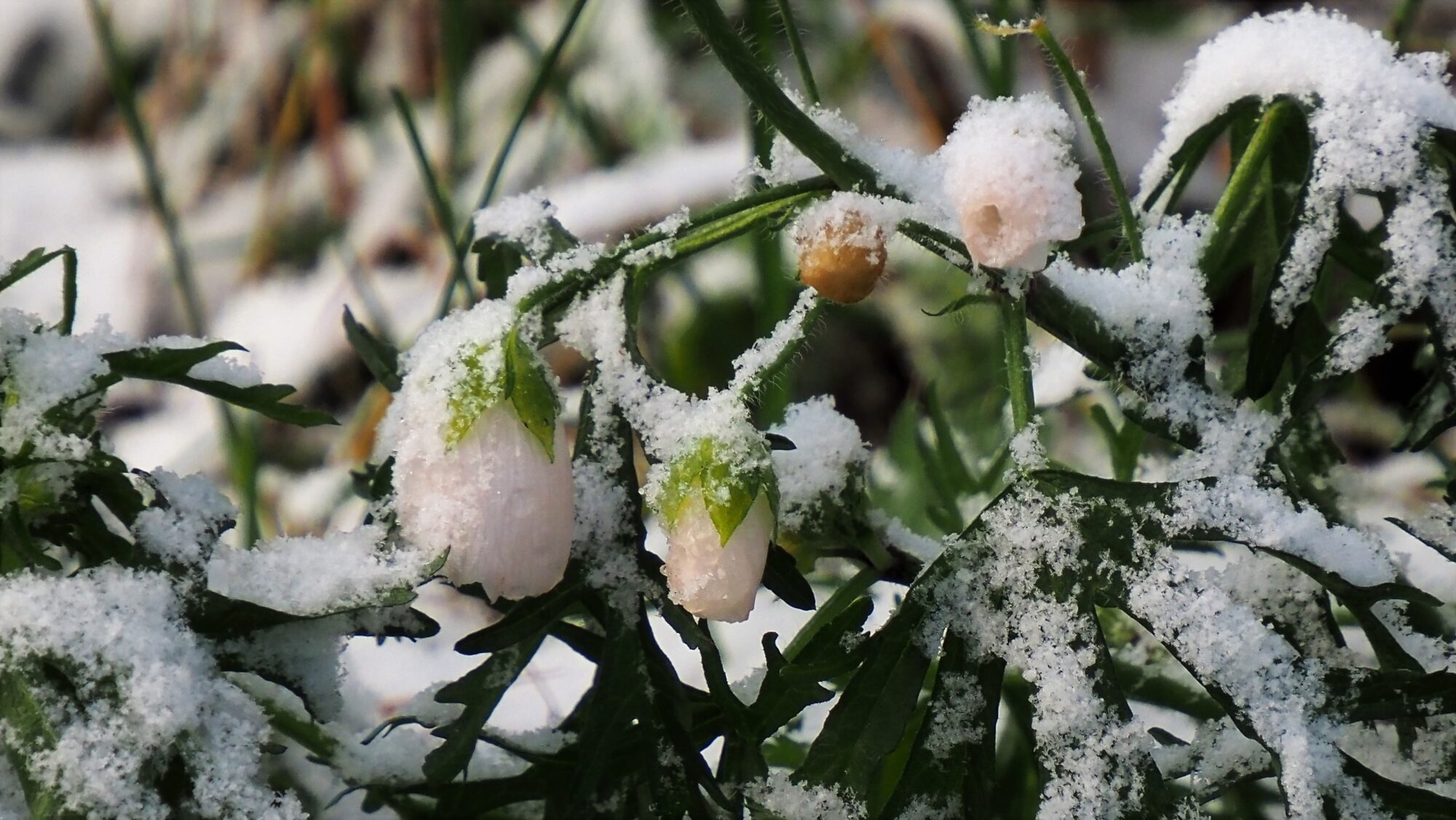 Valokuvaaja: Arja Valtonen