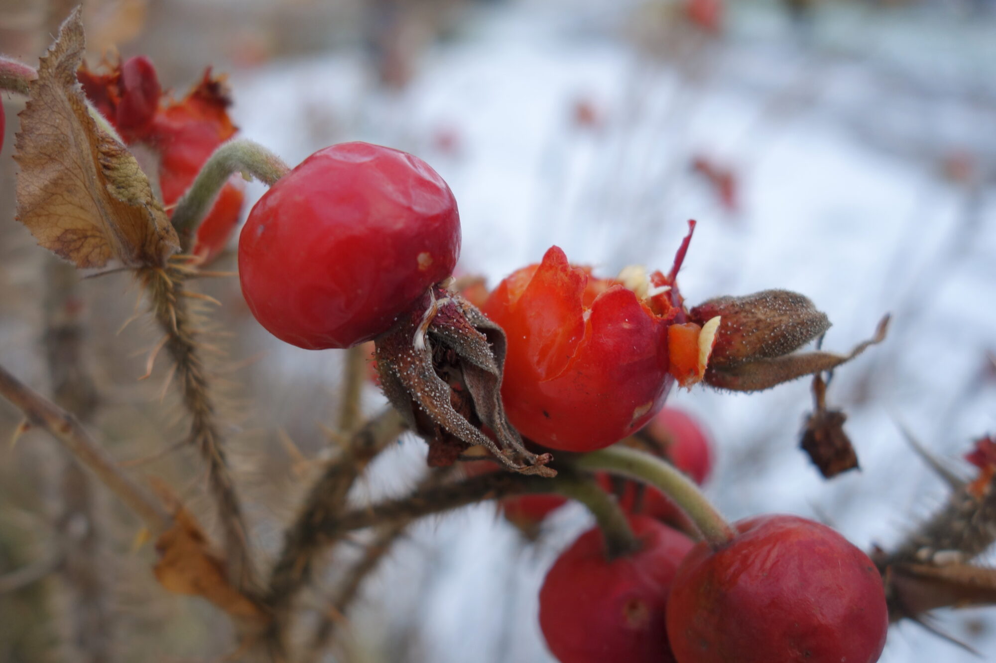 Valokuvaaja: Kaarlo Asikainen