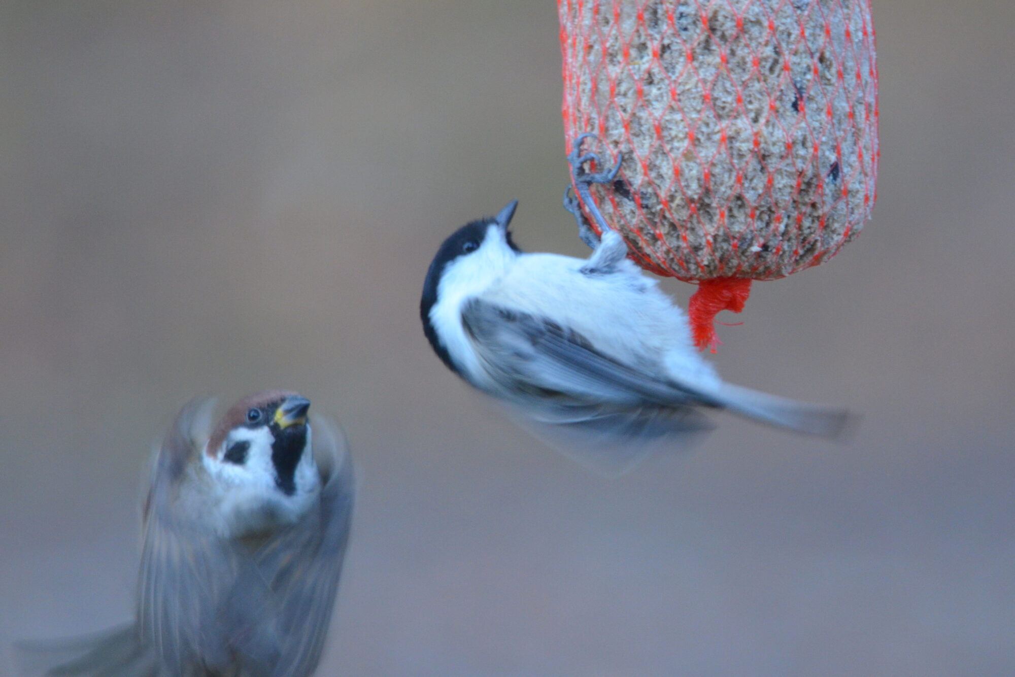 Valokuvaaja: Kaarlo Asikainen