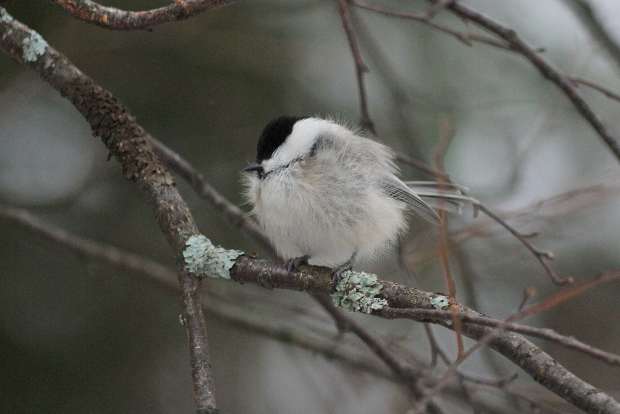 Valokuvaaja: Kaarlo Asikainen