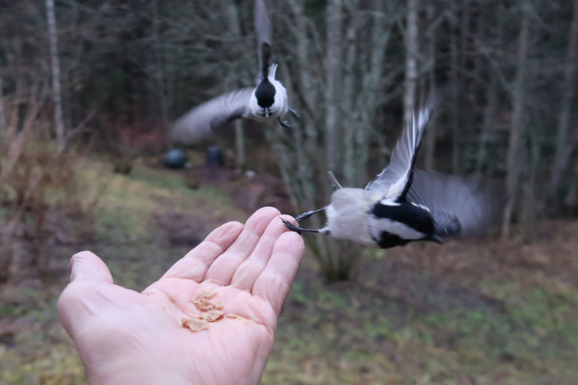 Valokuvaaja: Matti Eskelinen