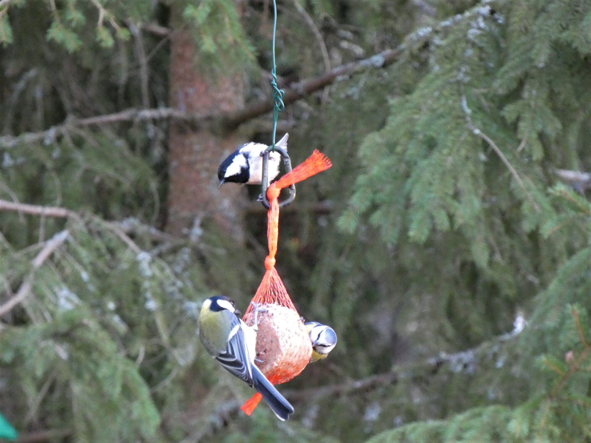 Valokuvaaja: Pekka Heino