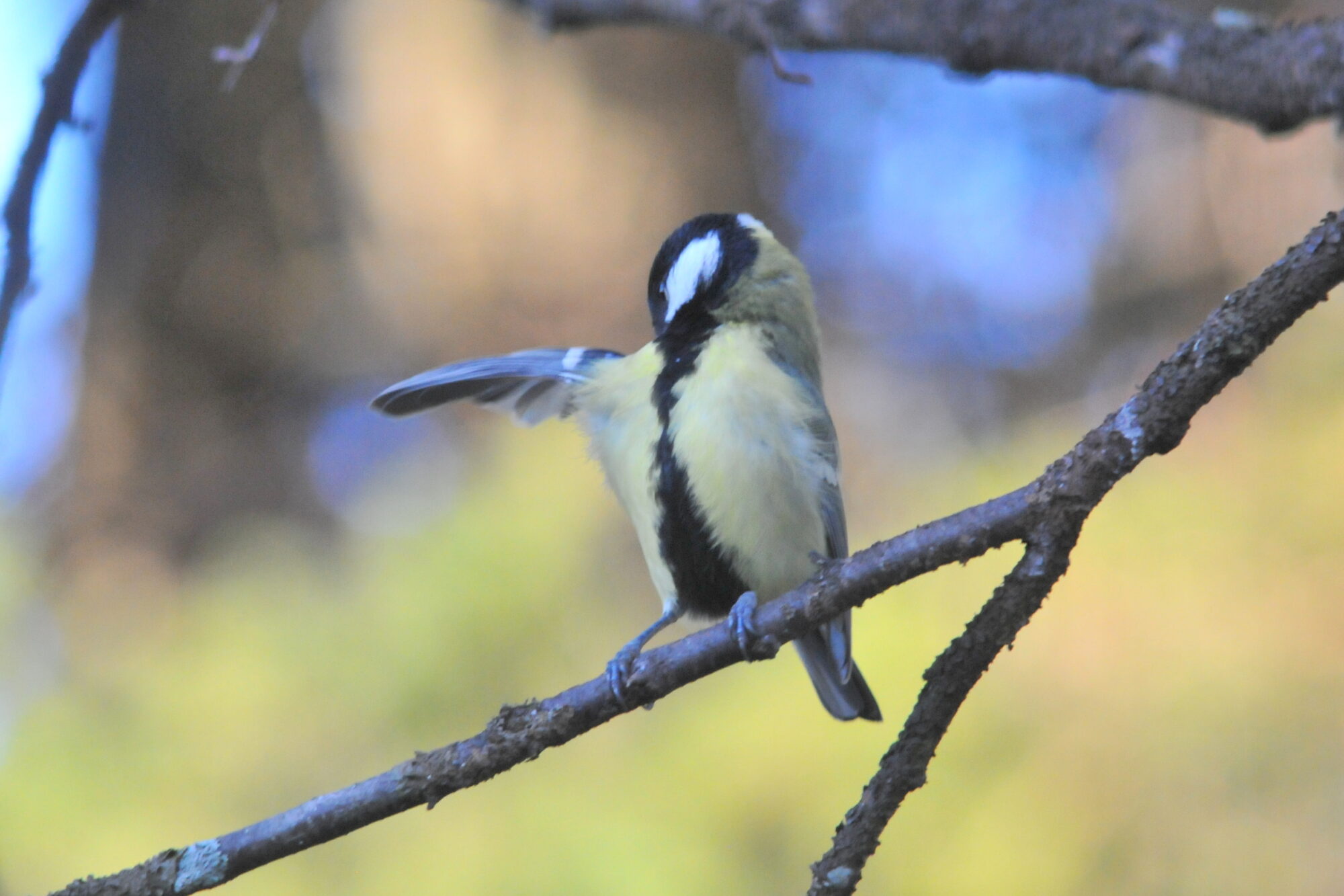 Valokuvaaja: Kaarlo Asikainen