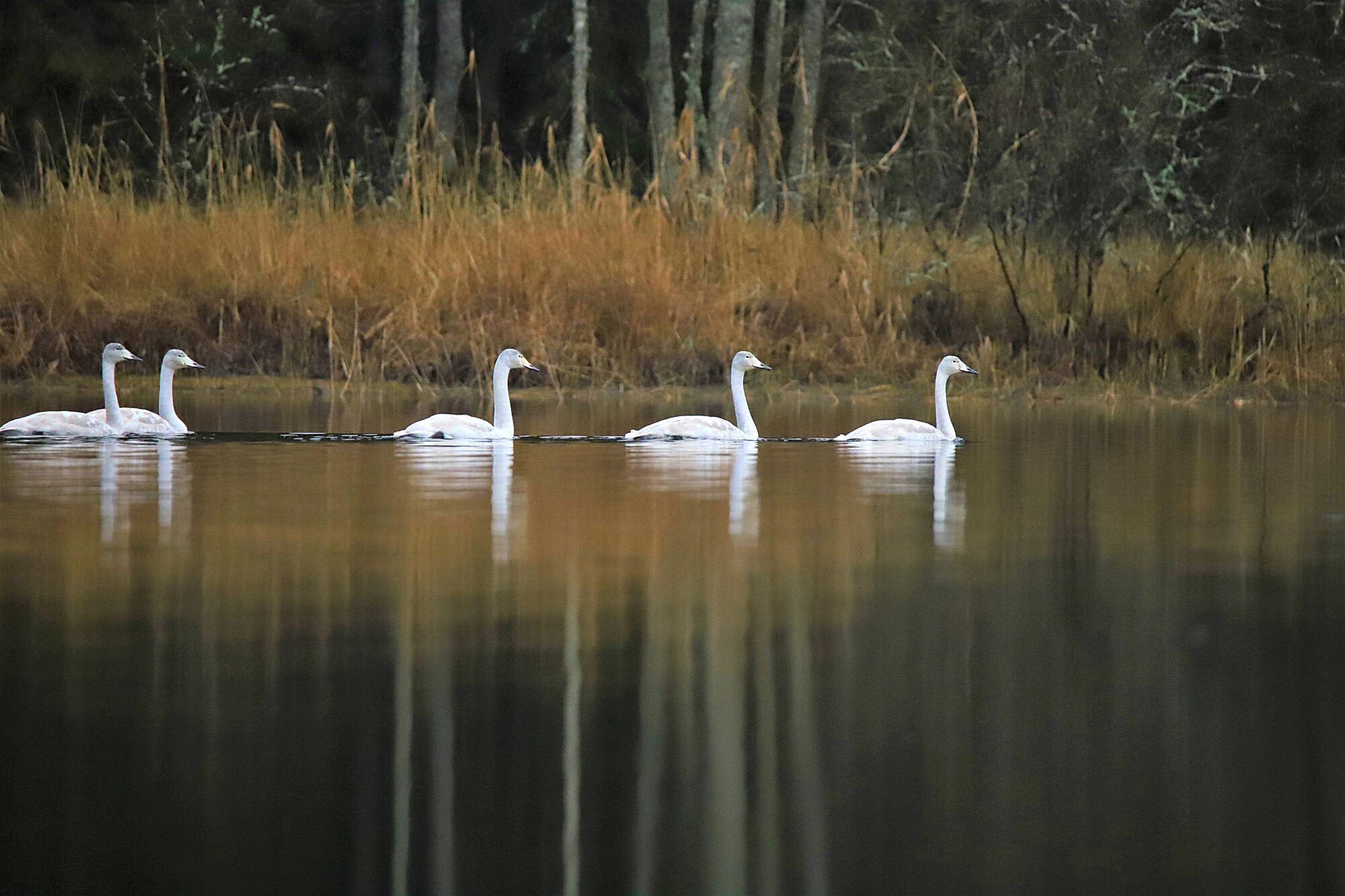 Valokuvaaja: sirpa jyske Valokuvaaja: sirpa jyske