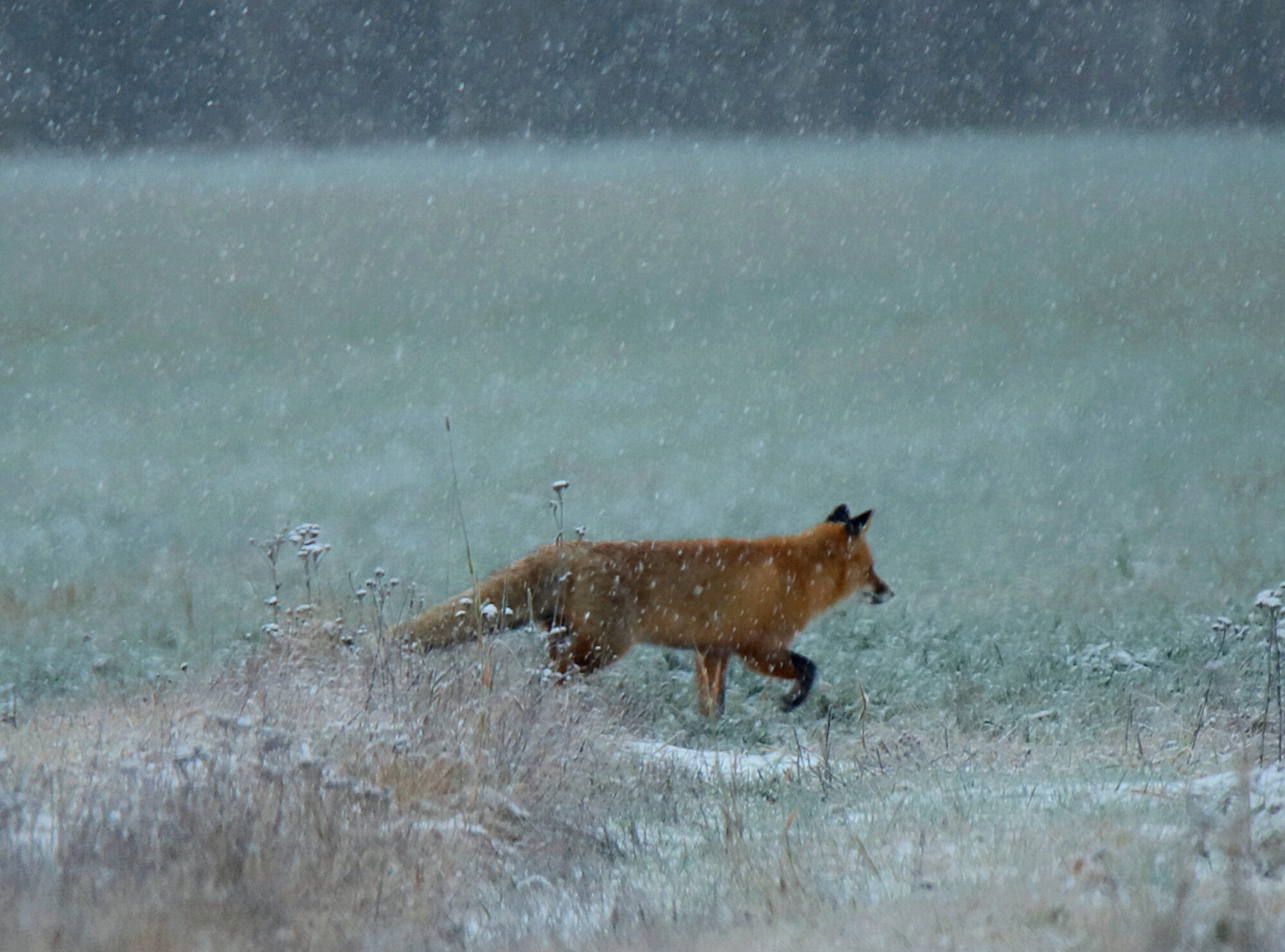 Valokuvaaja: sirpa jyske