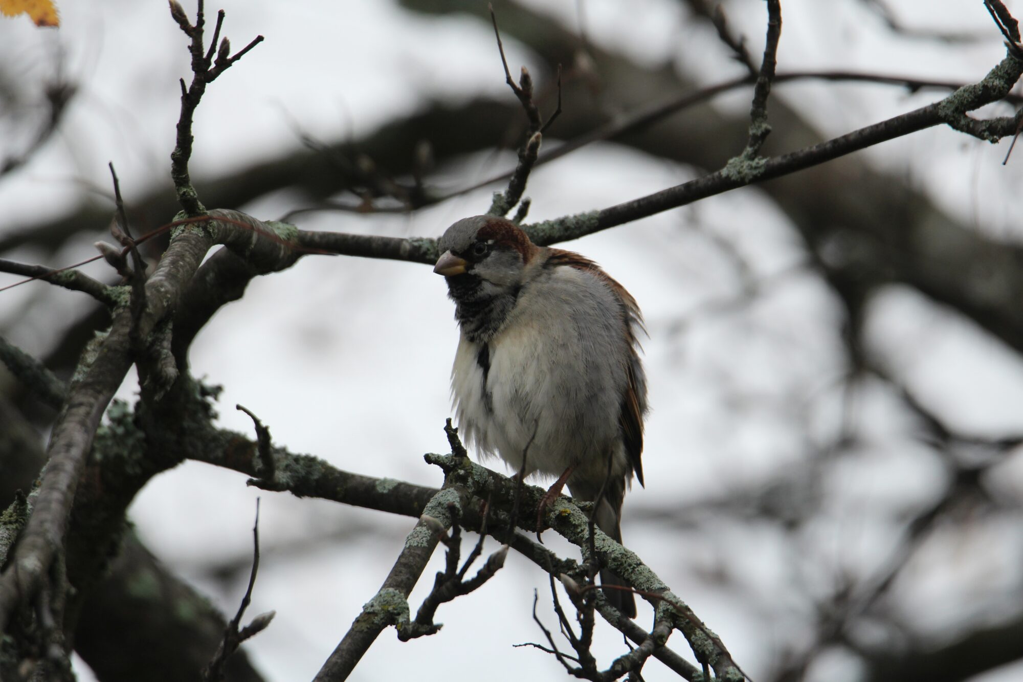 Valokuvaaja: Jaana Saarelainen