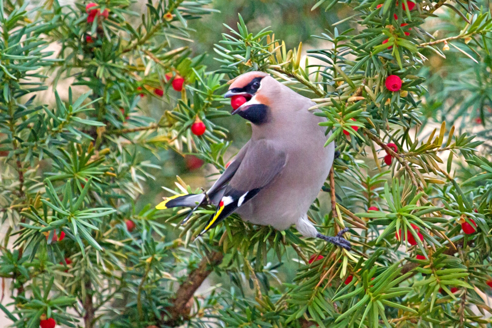 Valokuvaaja: Anna-Liisa Pirhonen Valokuvaaja: Anna-Liisa Pirhonen