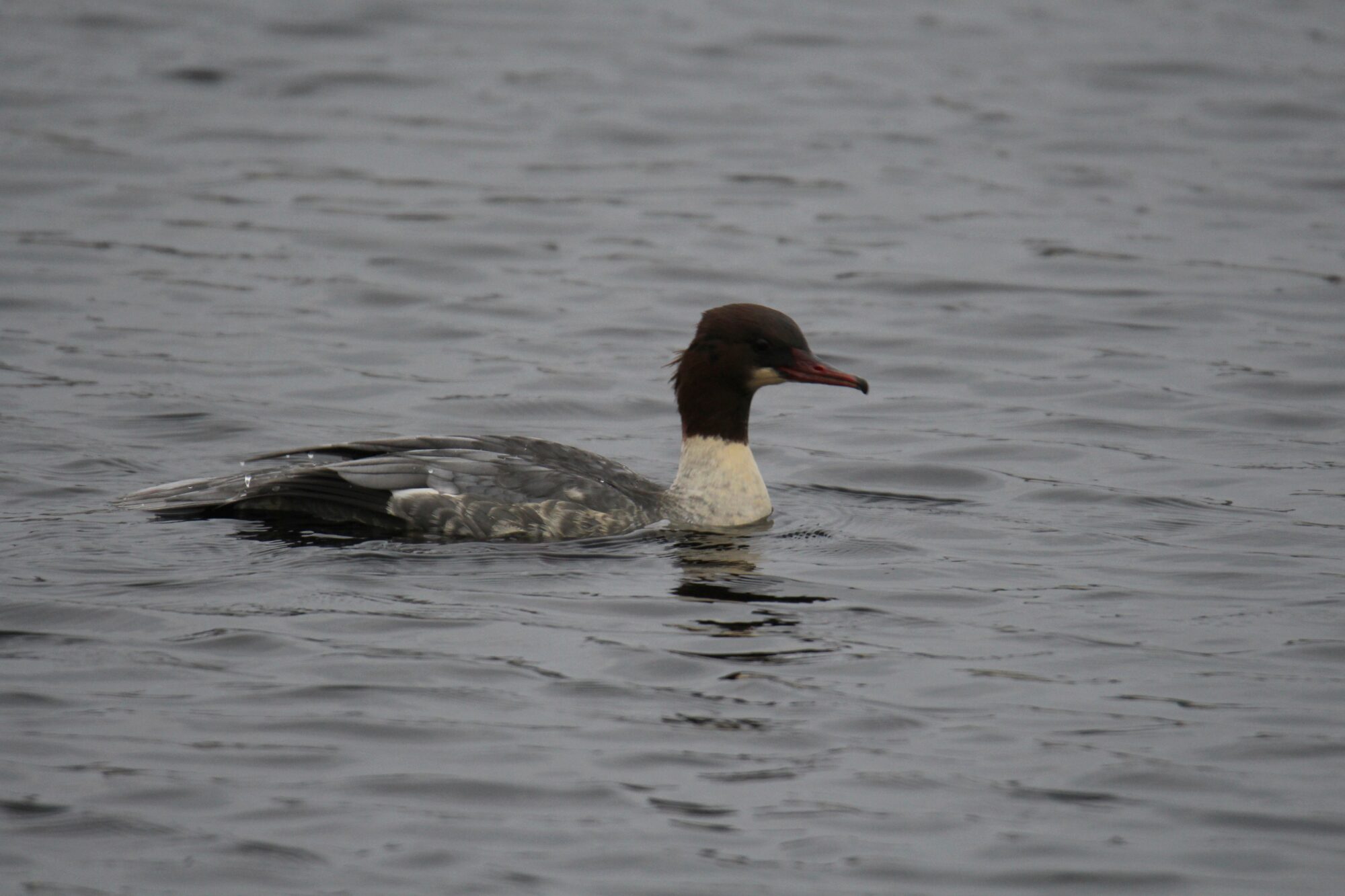 Valokuvaaja: Jaana Saarelainen Valokuvaaja: Jaana Saarelainen
