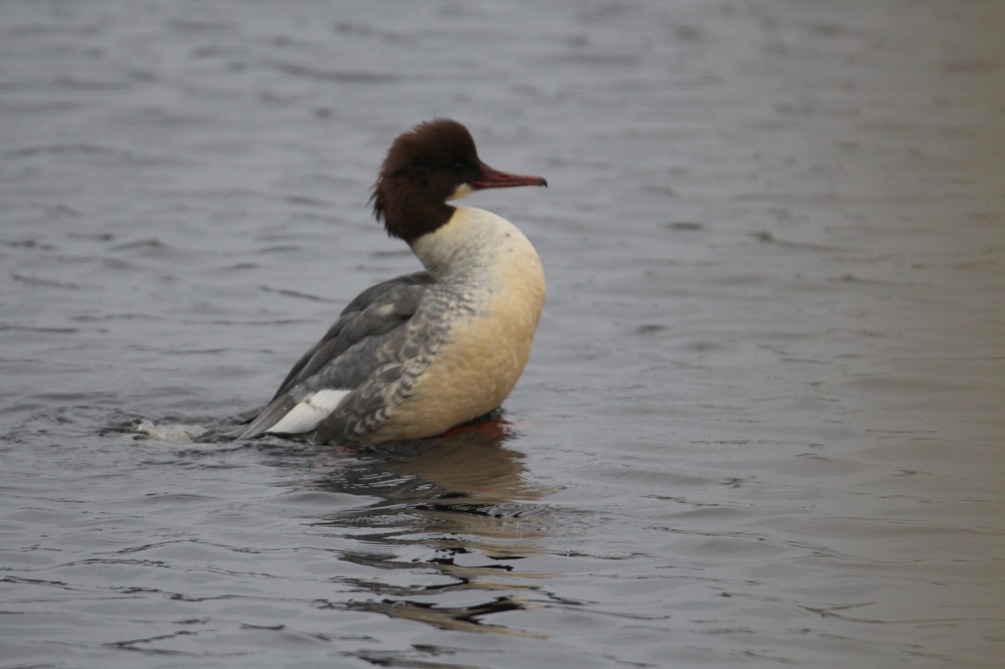Valokuvaaja: Jaana Saarelainen