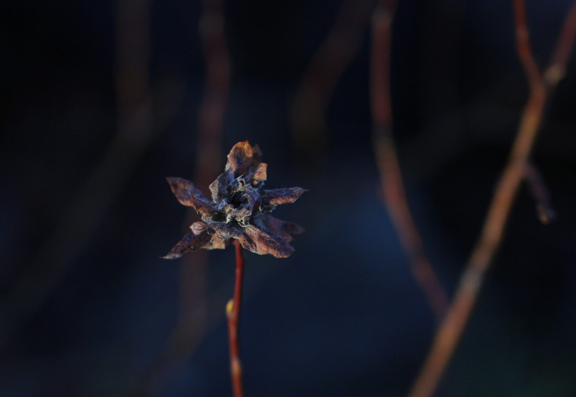 Valokuvaaja: Jaana Saarelainen