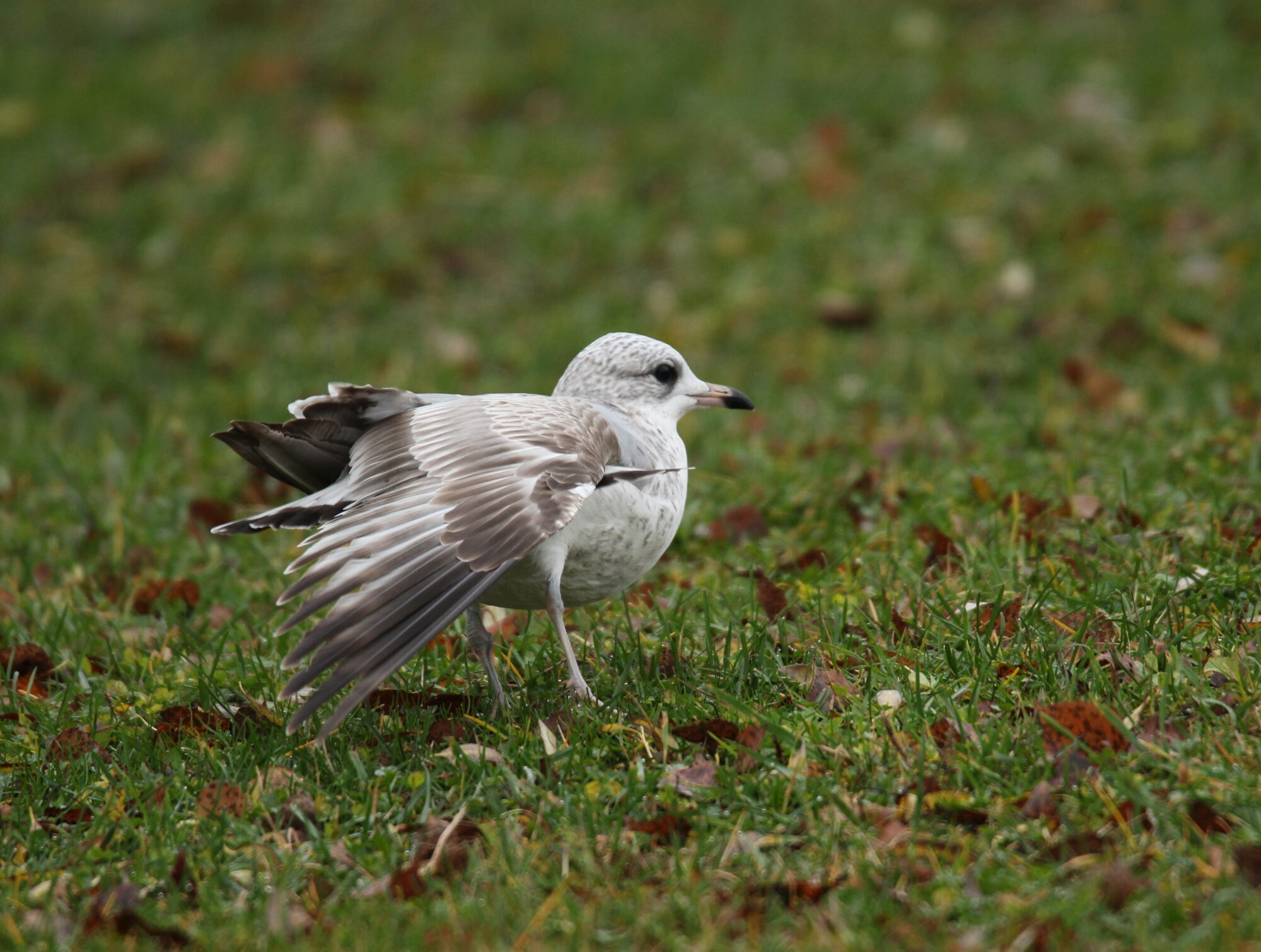 Valokuvaaja: Jaana Saarelainen Valokuvaaja: Jaana Saarelainen