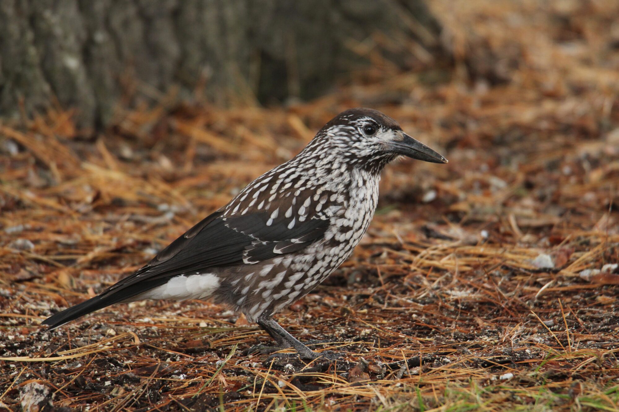 Valokuvaaja: Jaana Saarelainen Valokuvaaja: Jaana Saarelainen