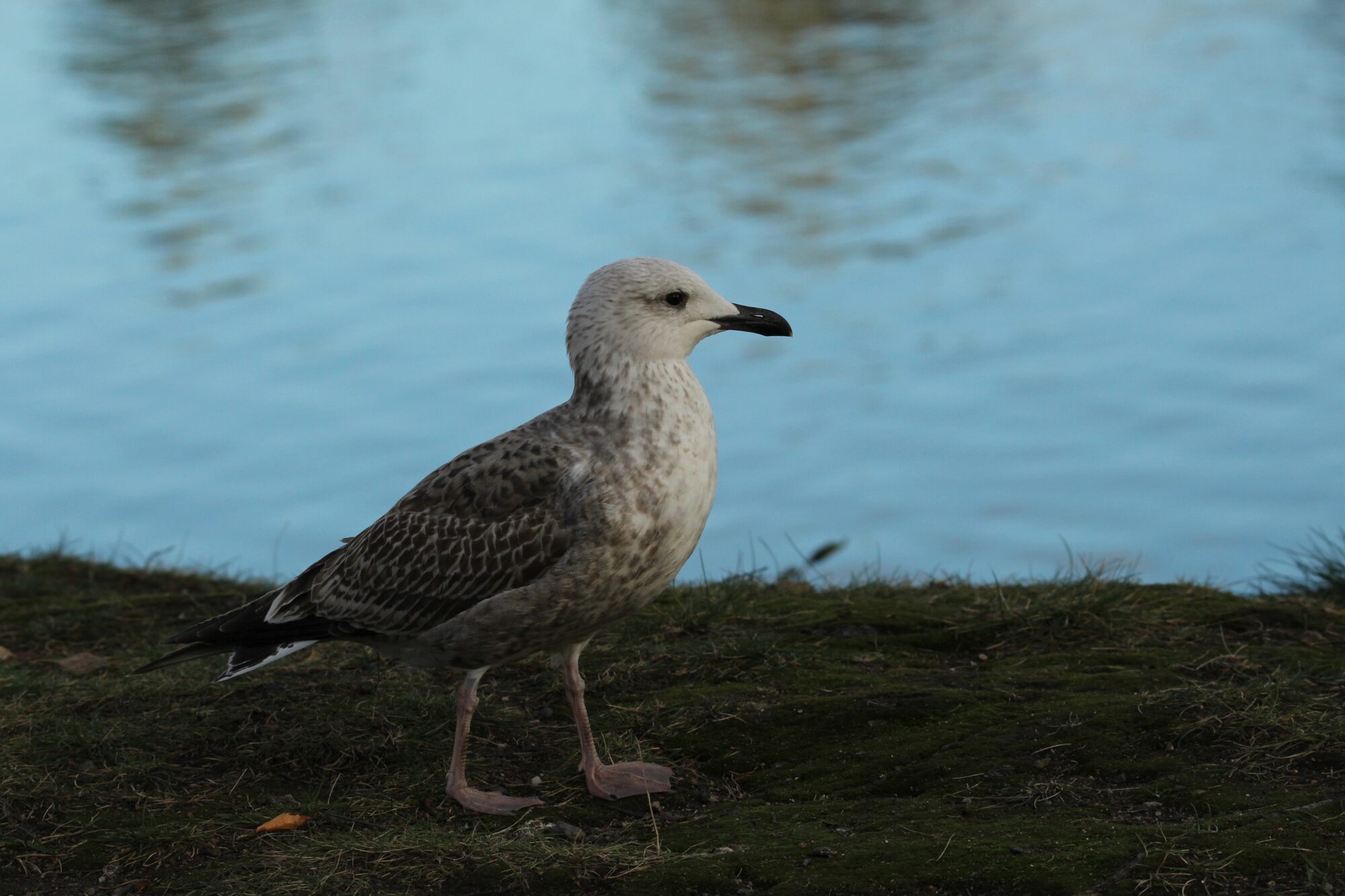 Valokuvaaja: Jaana Saarelainen