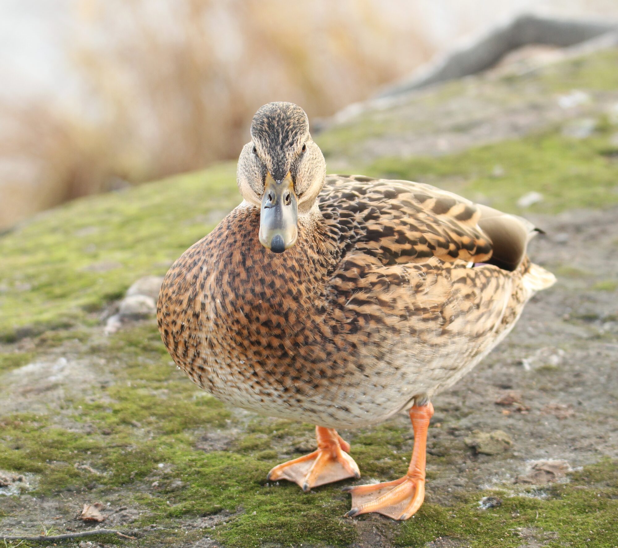 Valokuvaaja: Jaana Saarelainen