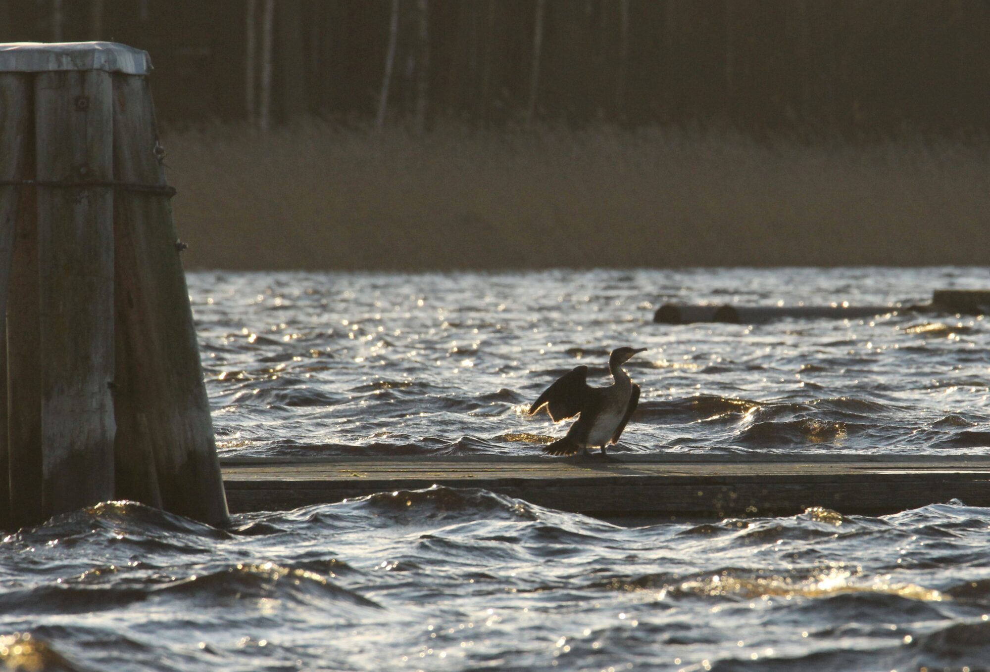 Valokuvaaja: Jaana Saarelainen