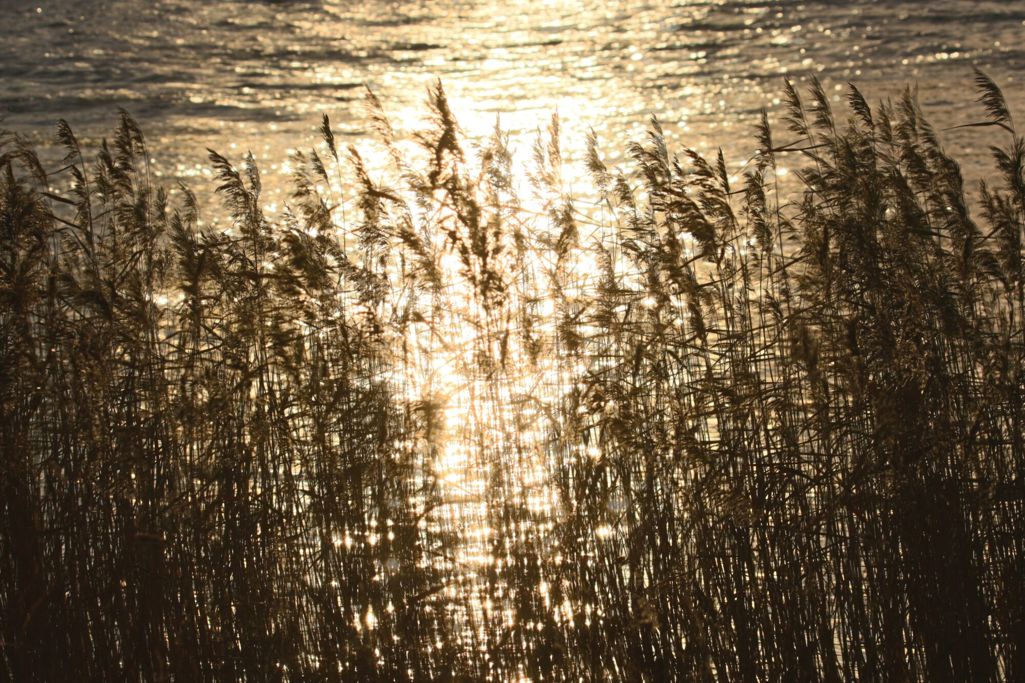 Valokuvaaja: Jaana Saarelainen
