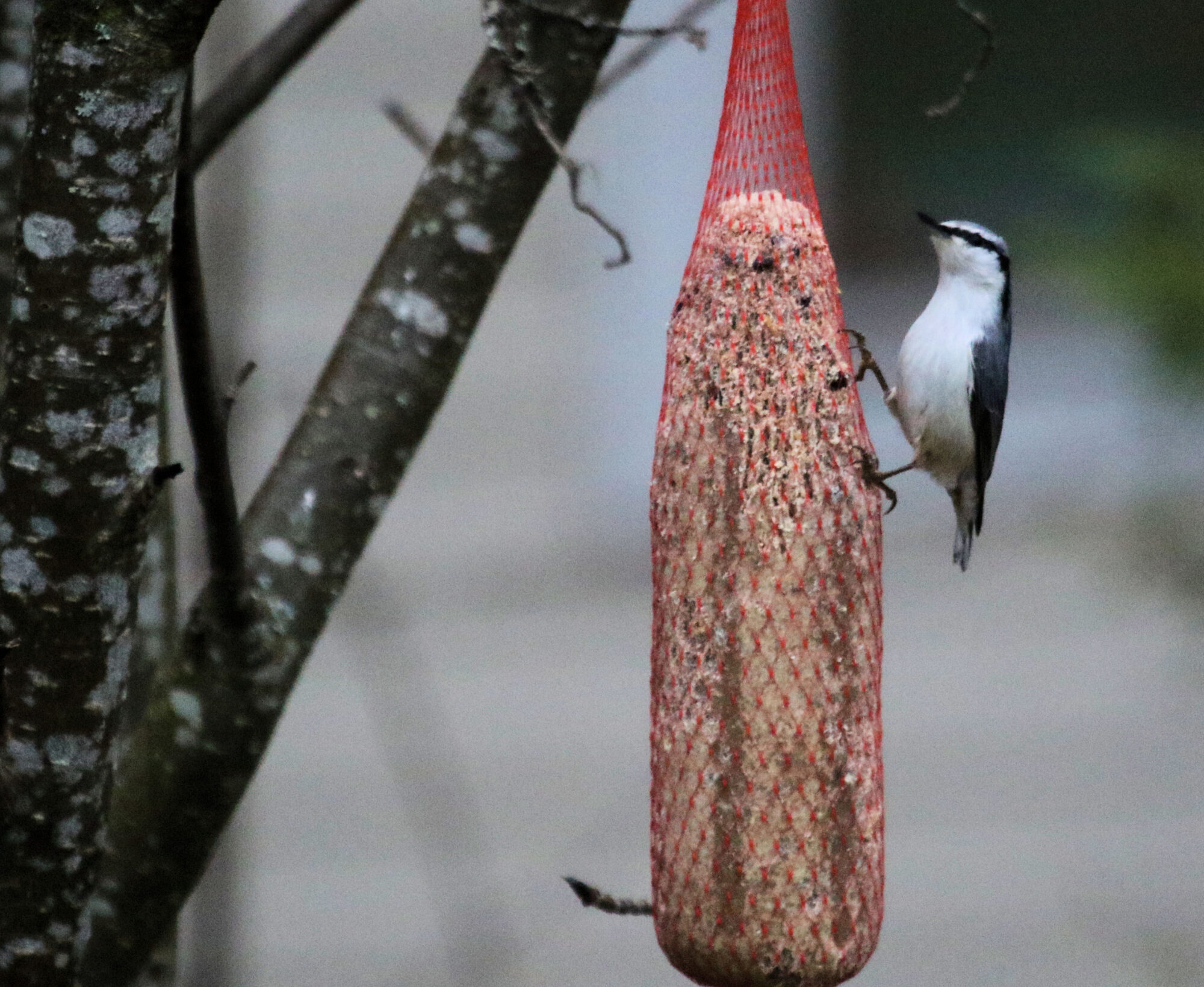 Valokuvaaja: Ahti Keränen