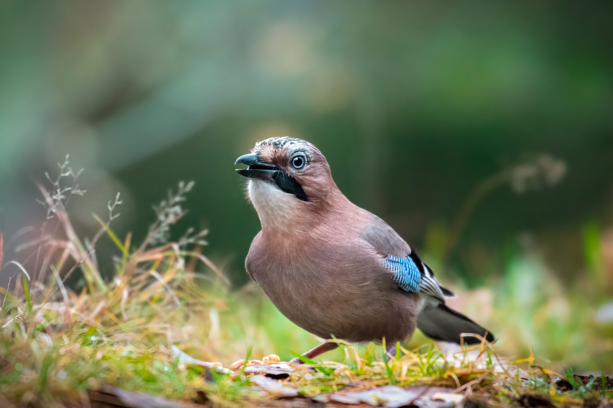 Valokuvaaja: Laura Lehtola