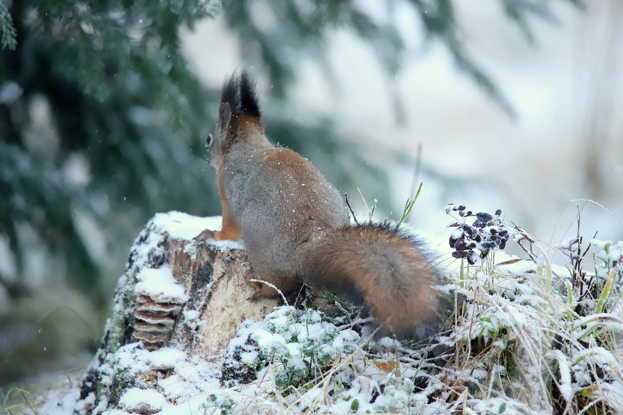 Valokuvaaja: sirpa jyske