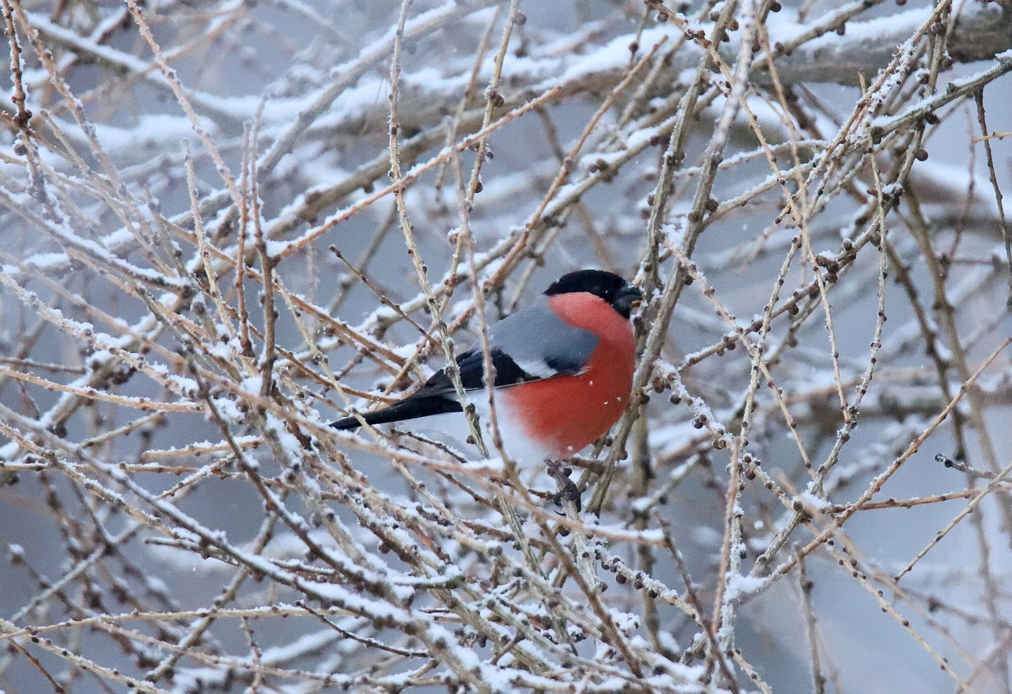 Valokuvaaja: sirpa jyske Valokuvaaja: sirpa jyske