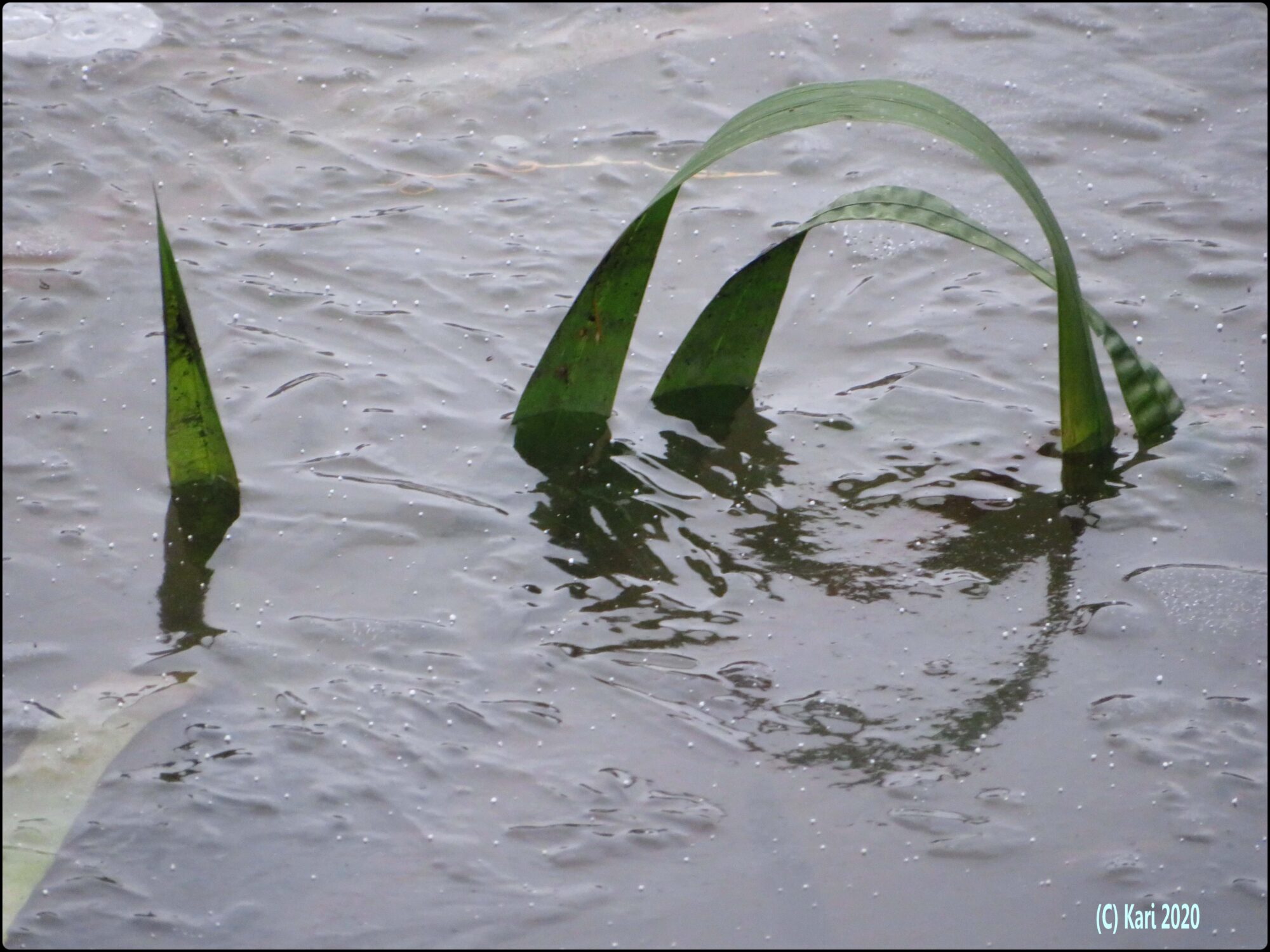 Valokuvaaja: Kari Saarinen