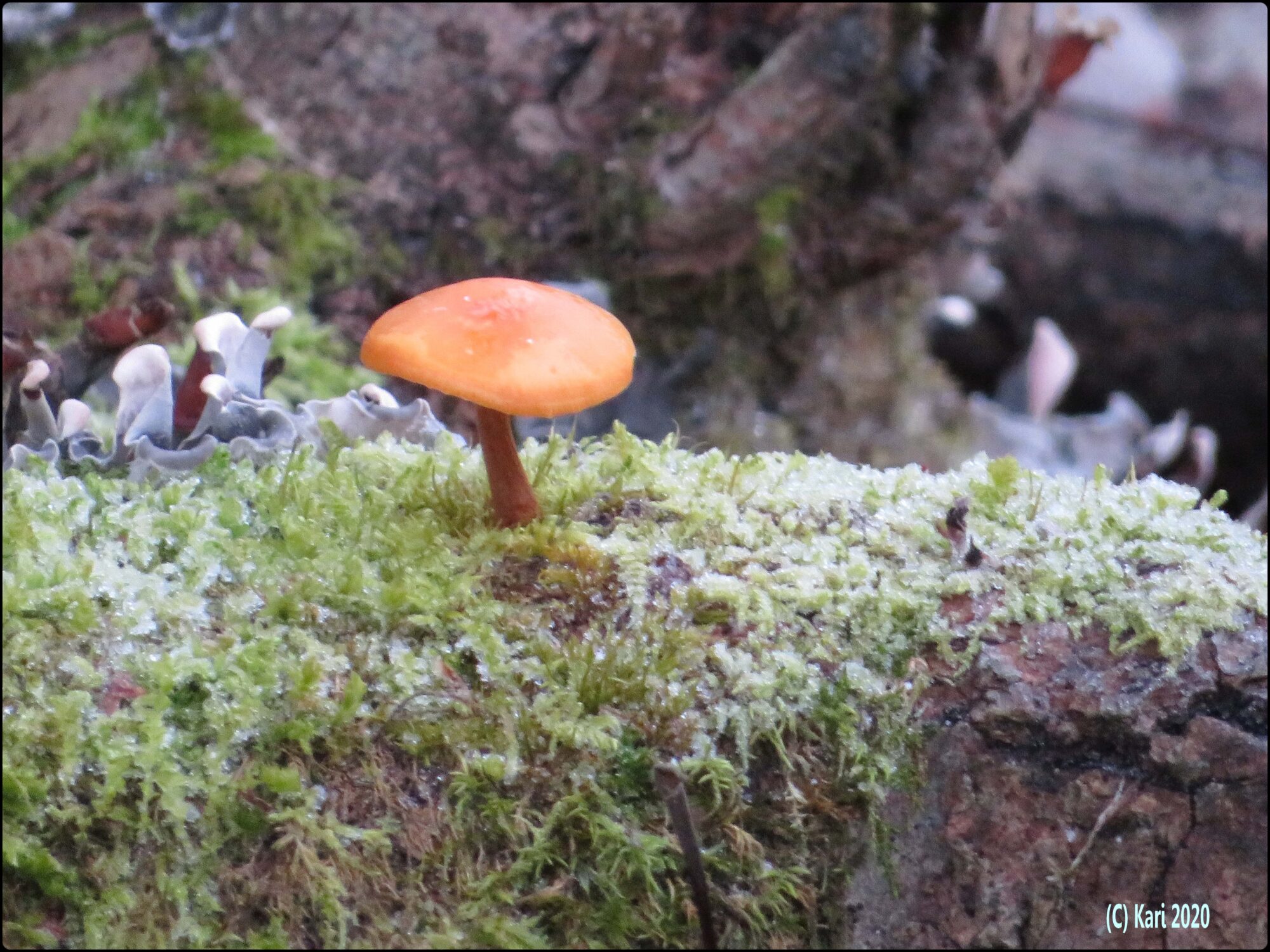 Valokuvaaja: Kari Saarinen