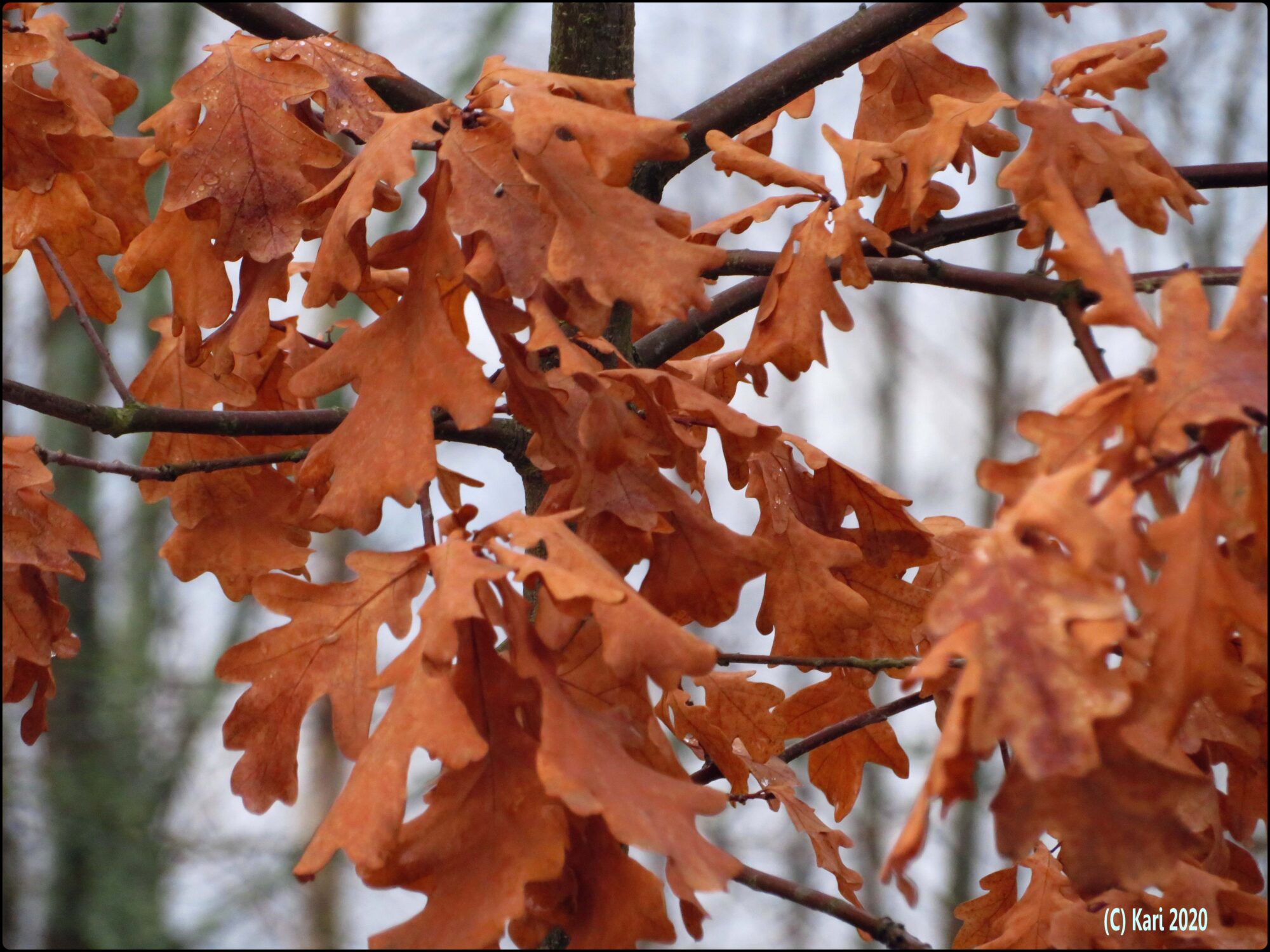 Valokuvaaja: Kari Saarinen Valokuvaaja: Kari Saarinen