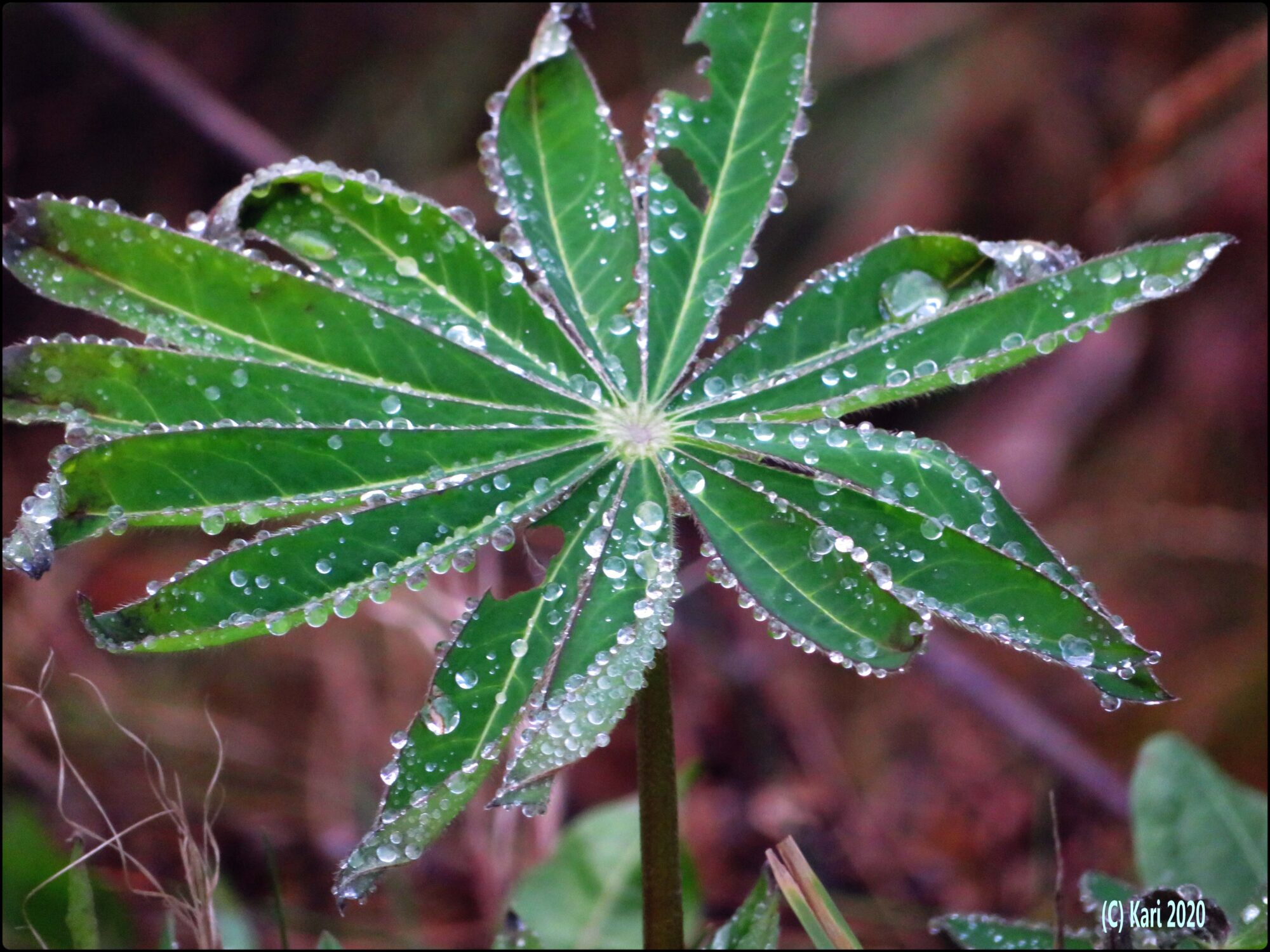 Valokuvaaja: Kari Saarinen